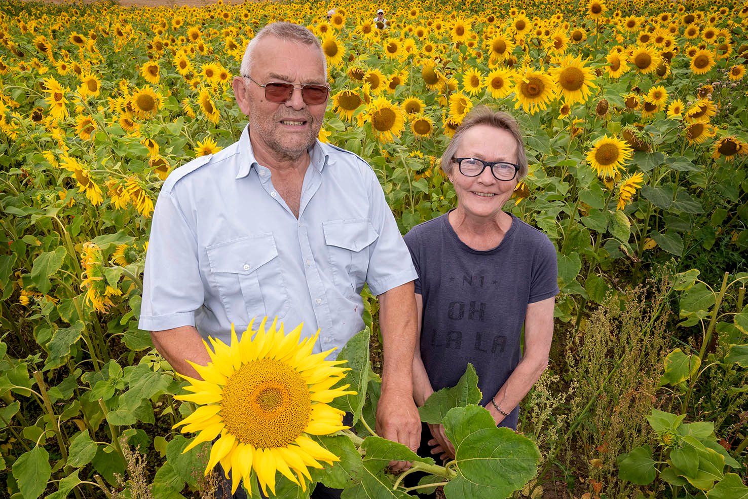 Jette og Peter Rugbjerg har i otte år drevet en stor og velbesøgt solsikkemark, hvor man kvit og frit kan klippe sig en buket.