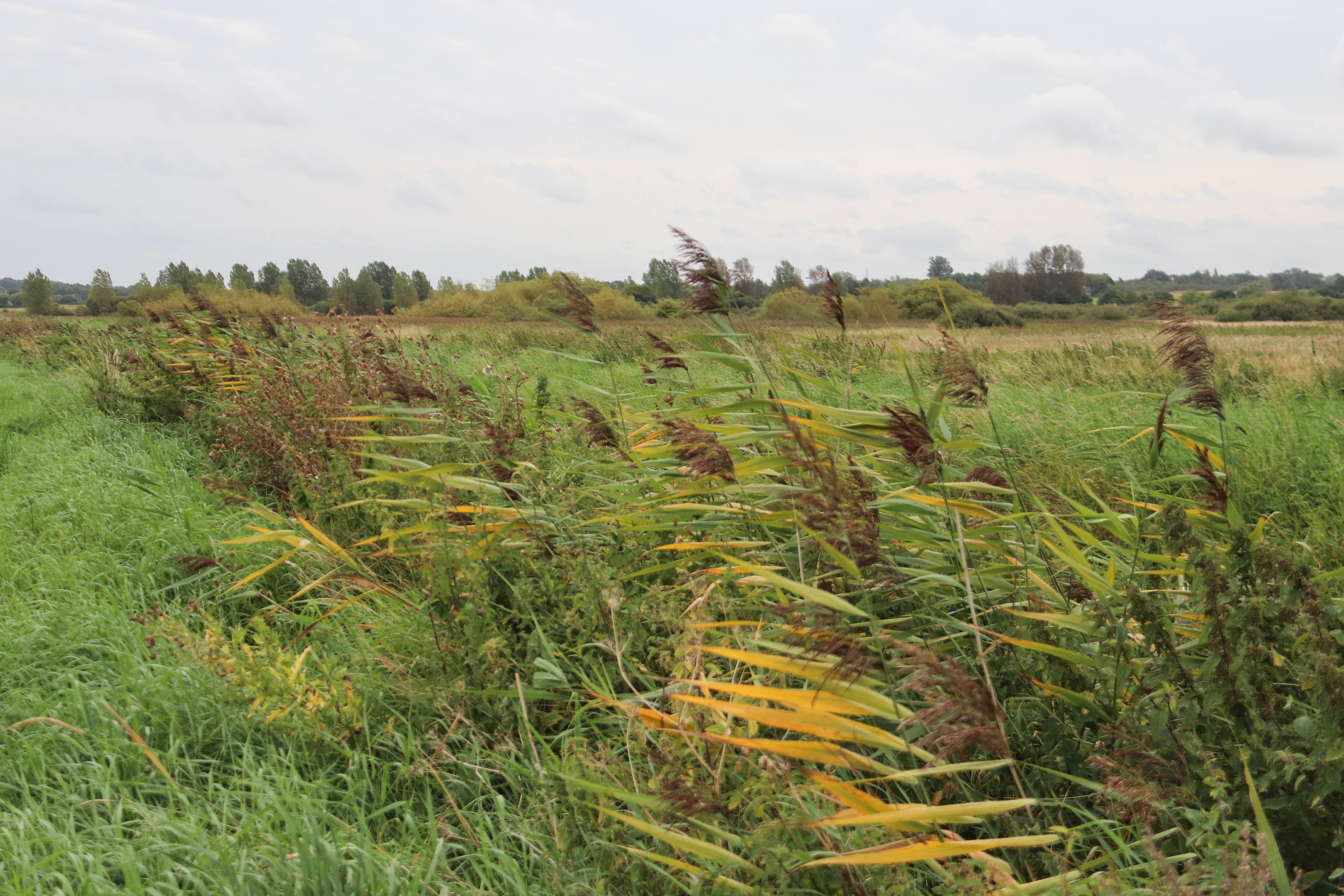 Det er glædeligt, at planerne, der skal gavne plante- og dyreliv og reducere udledning af pesticider til omgivende farvande og CO2 til luften, støttes af både private og offentlige initiativer, lyder det fra skribenten.