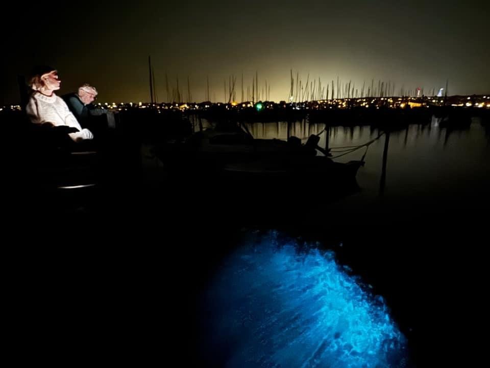 Morild Roskilde Havn 2024