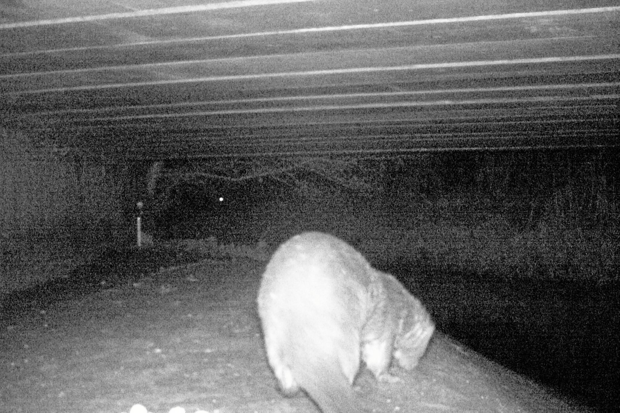 Odderen er tidligere blevet fotograferet på et vildtkamera i området omkring Nivåen.