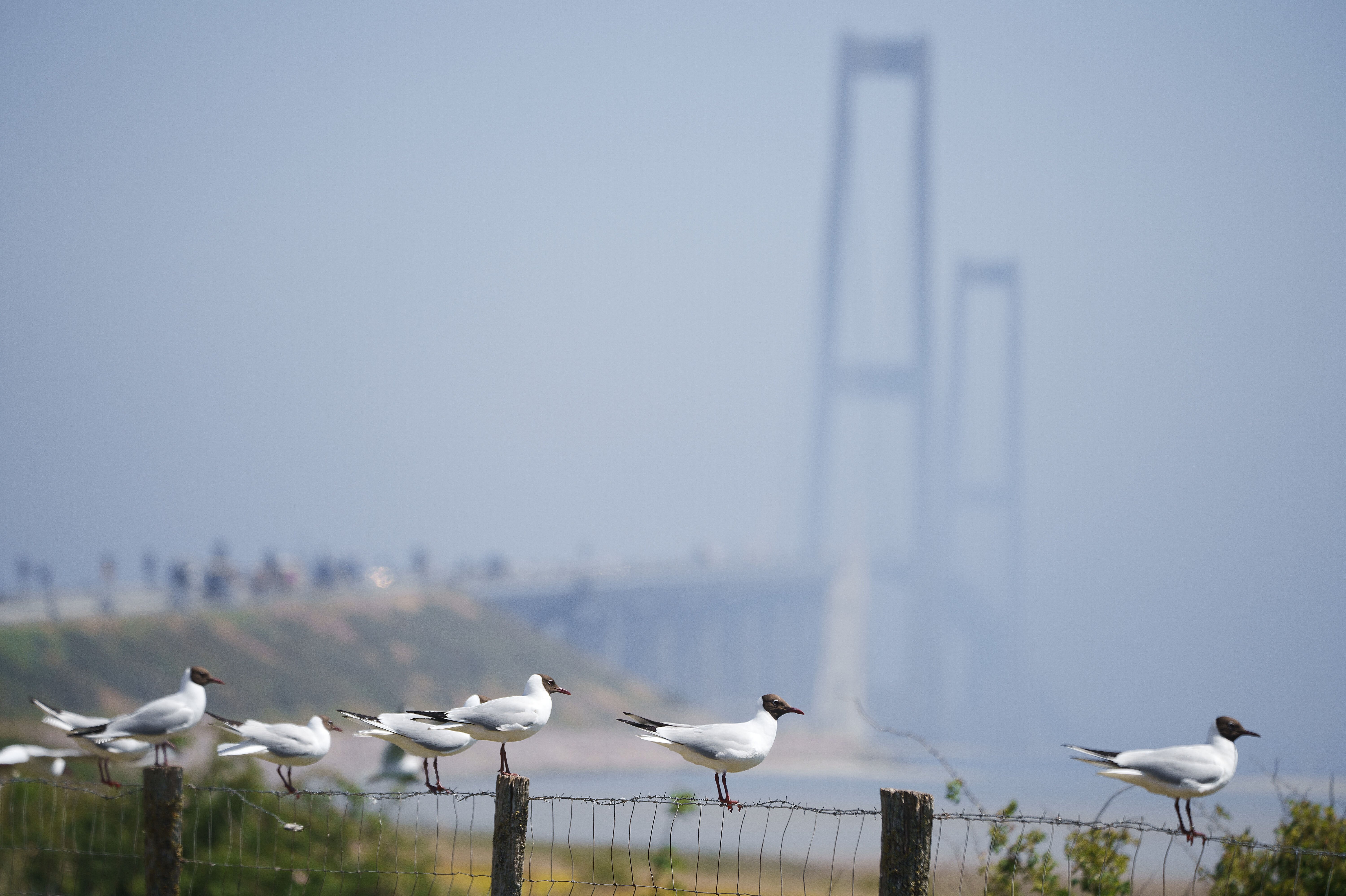 Sprogø er foruden at være midtpunkt for Storebæltsbroen også hjemsted for over 30 fuglearter. (Arkivfoto).