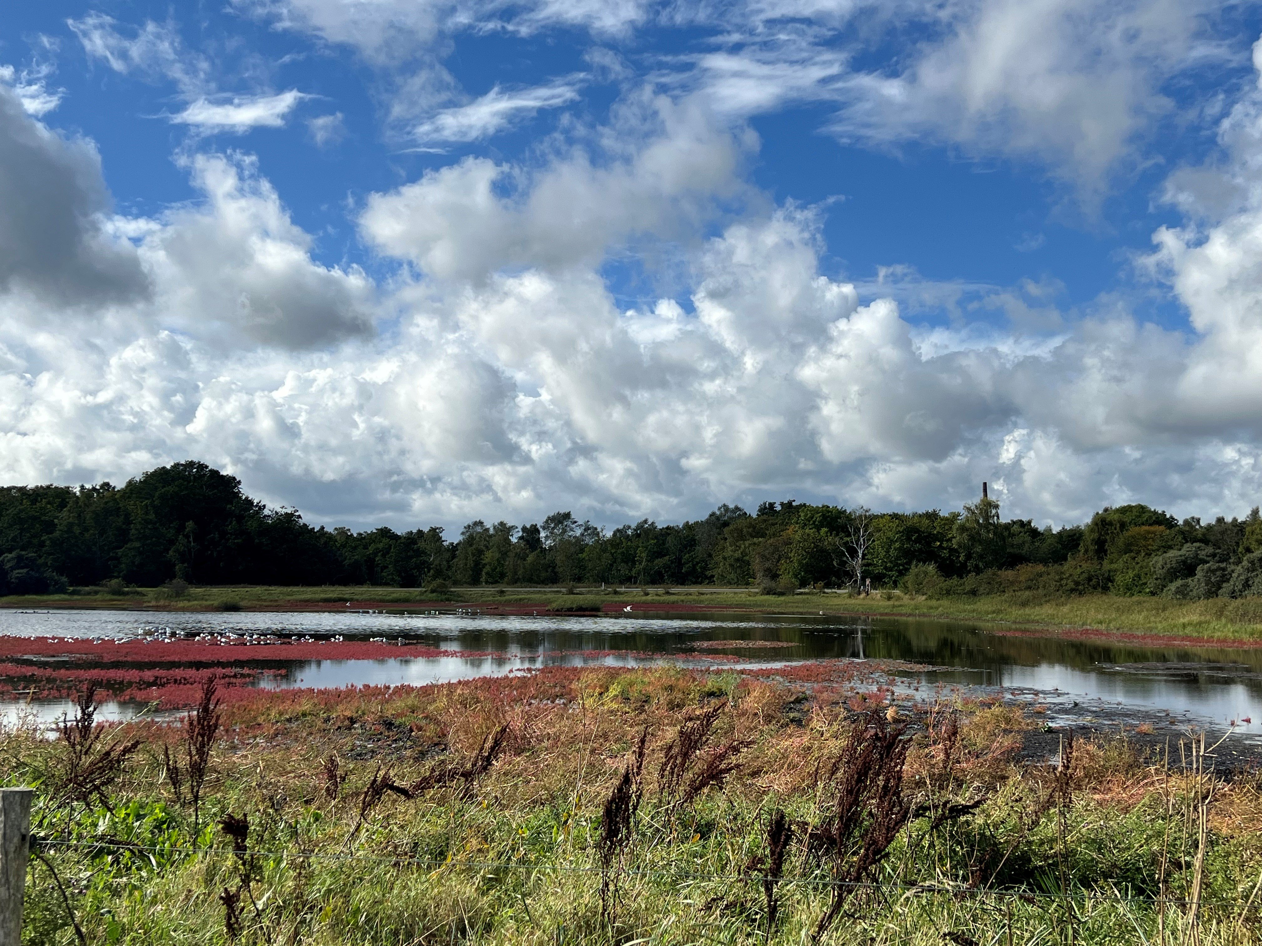 Fredensborg Kommune har allieret sig med en sommerfugleekspert, som tager temperaturen på biodiversiteten i området her ved Nivå.