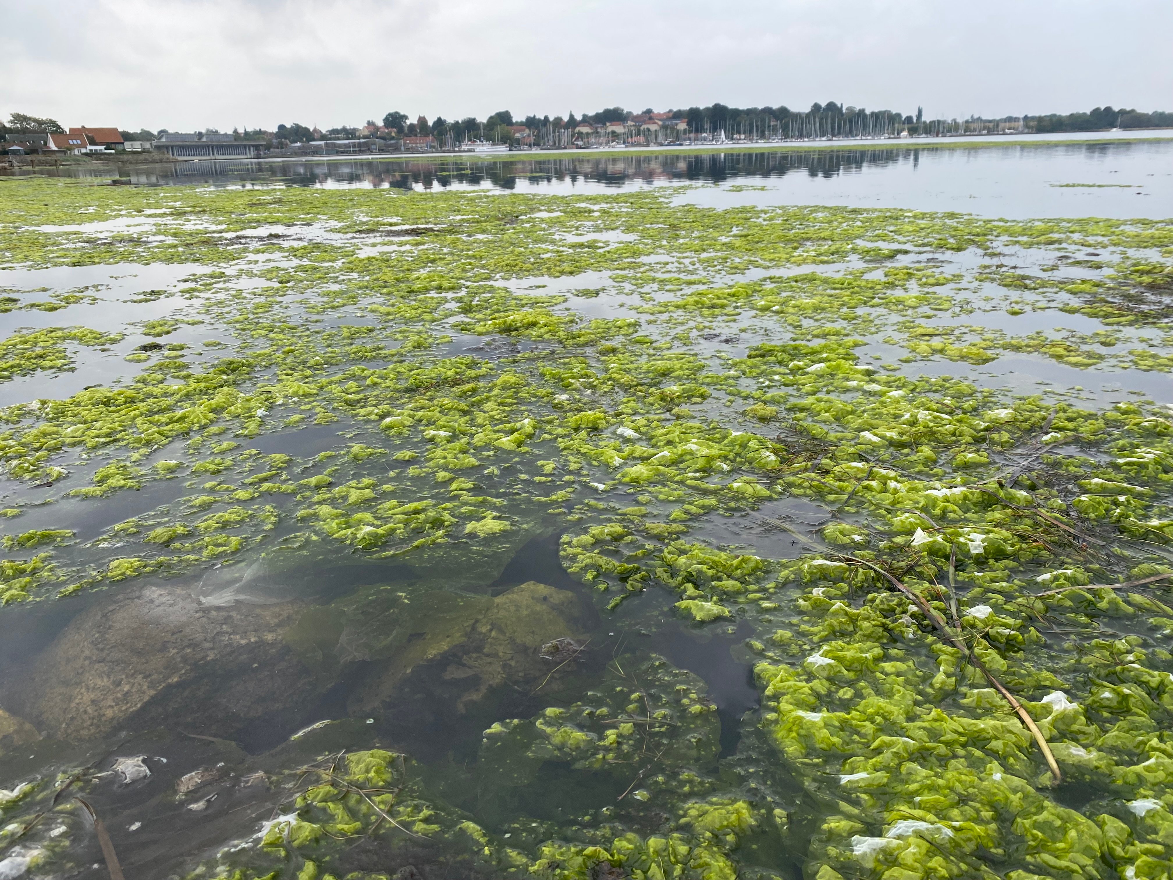 Søsalat fylder rigtig godt i den inderste del af Roskilde Fjord.