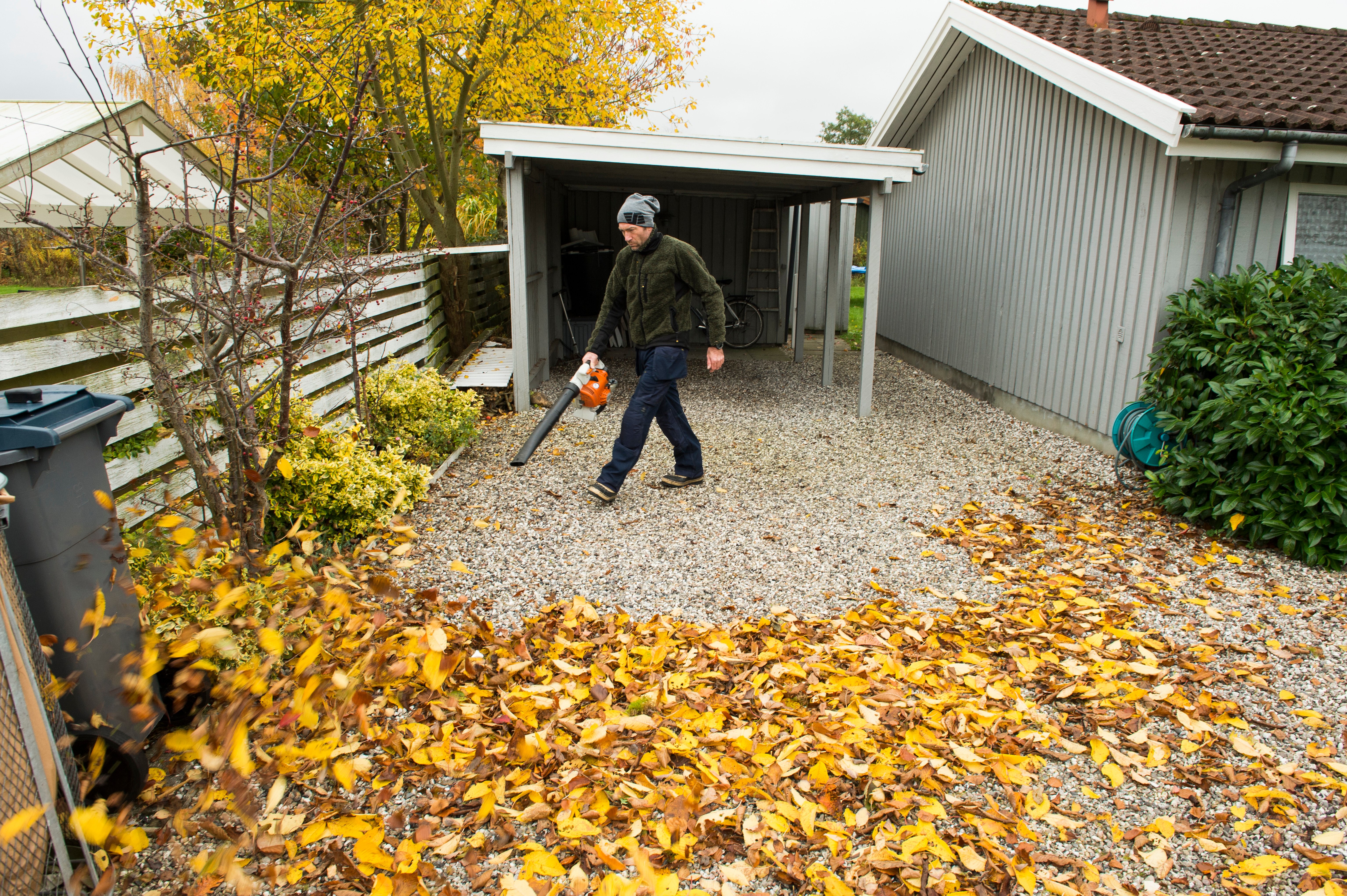 Visne blade kan være farlige, og som grundejer har du pligt til at fjerne dem.