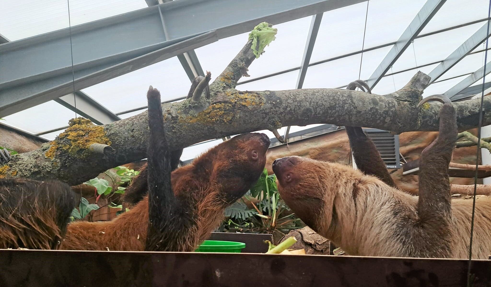 To dovendyr er netop rykket ind i Krokodille Zoo.