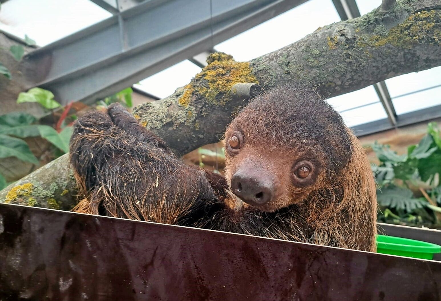 Dovendyrene er allerede blevet et stort hit. - Krokodille Zoo Dovendyrene er allerede blevet et stort hit.