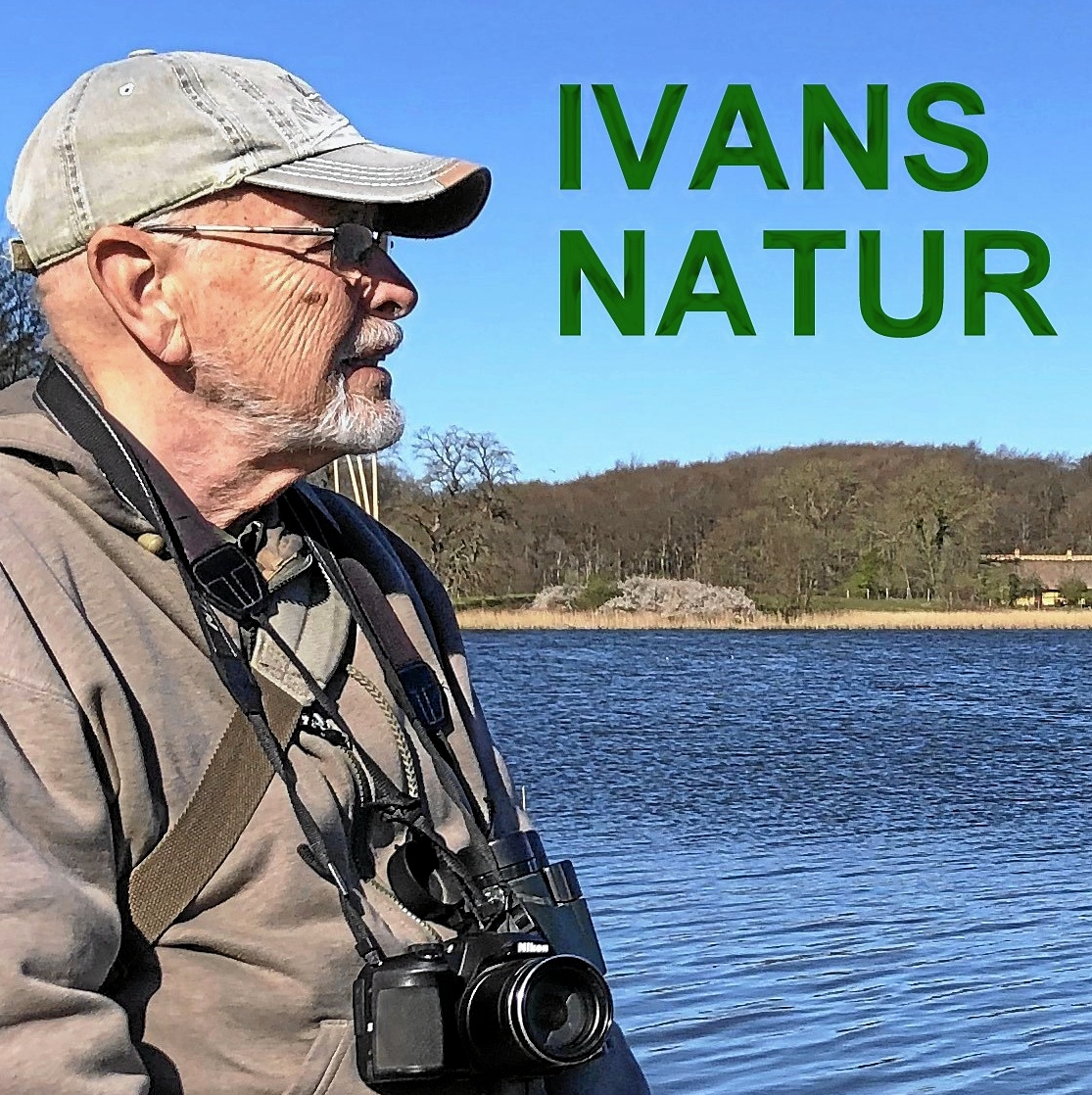 Ivan Ingemansen beretter om stort og småt fra naturen. - Privat Ivan Ingemansen beretter om stort og småt fra naturen.