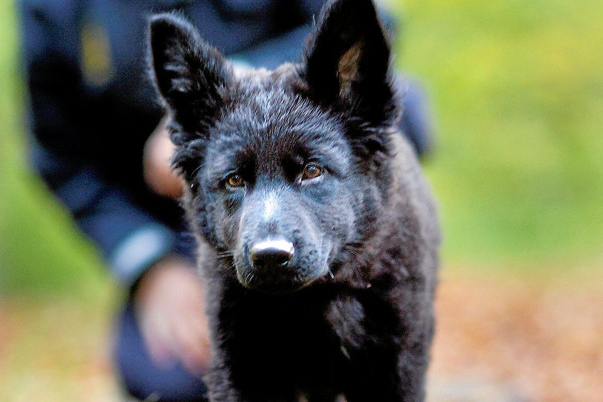 Politihund fortjener en ekstra godbid oven på nattens arbejde.