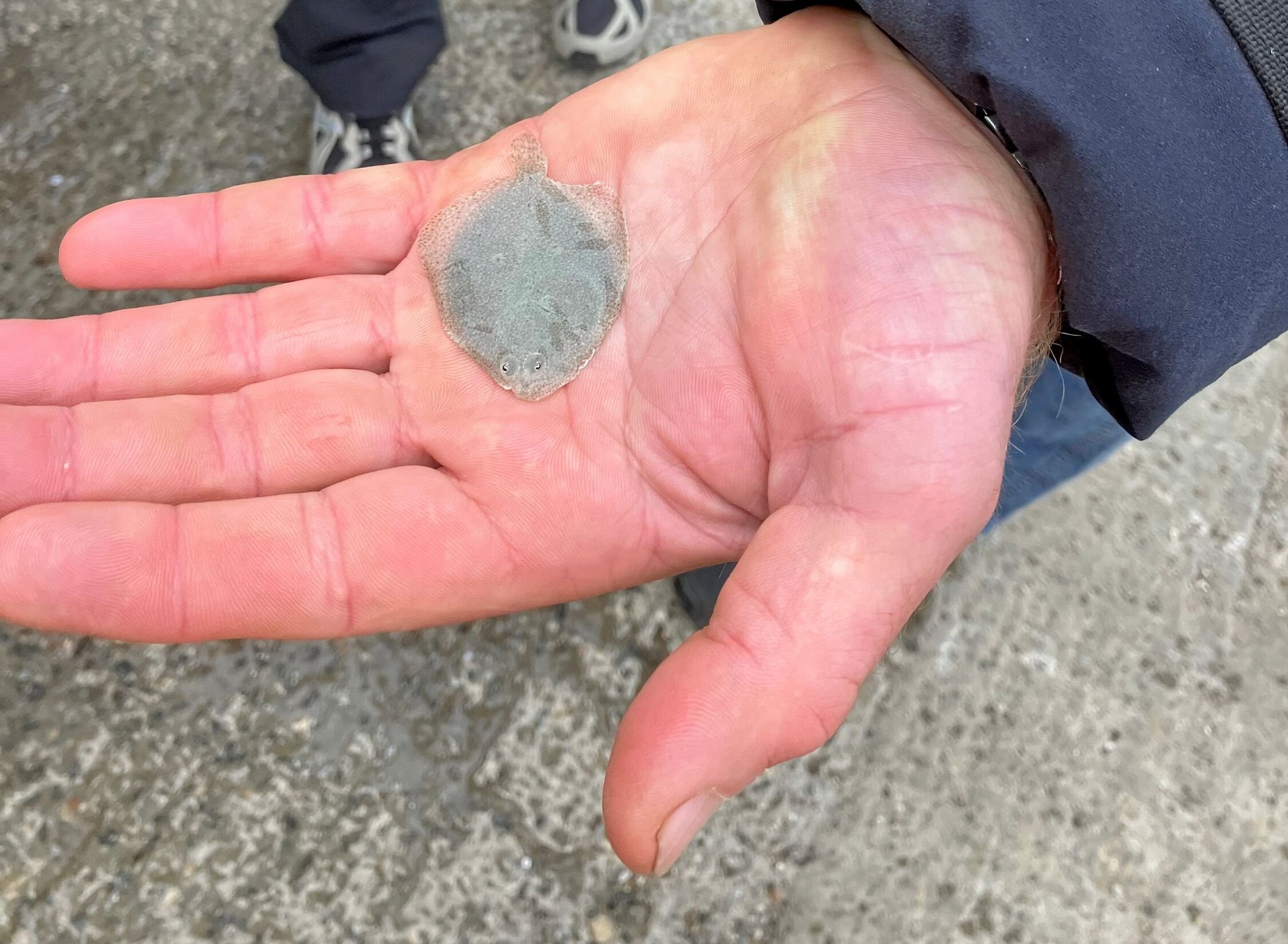 Tusindvis af eksemplarer har fundet vej til fjorden.