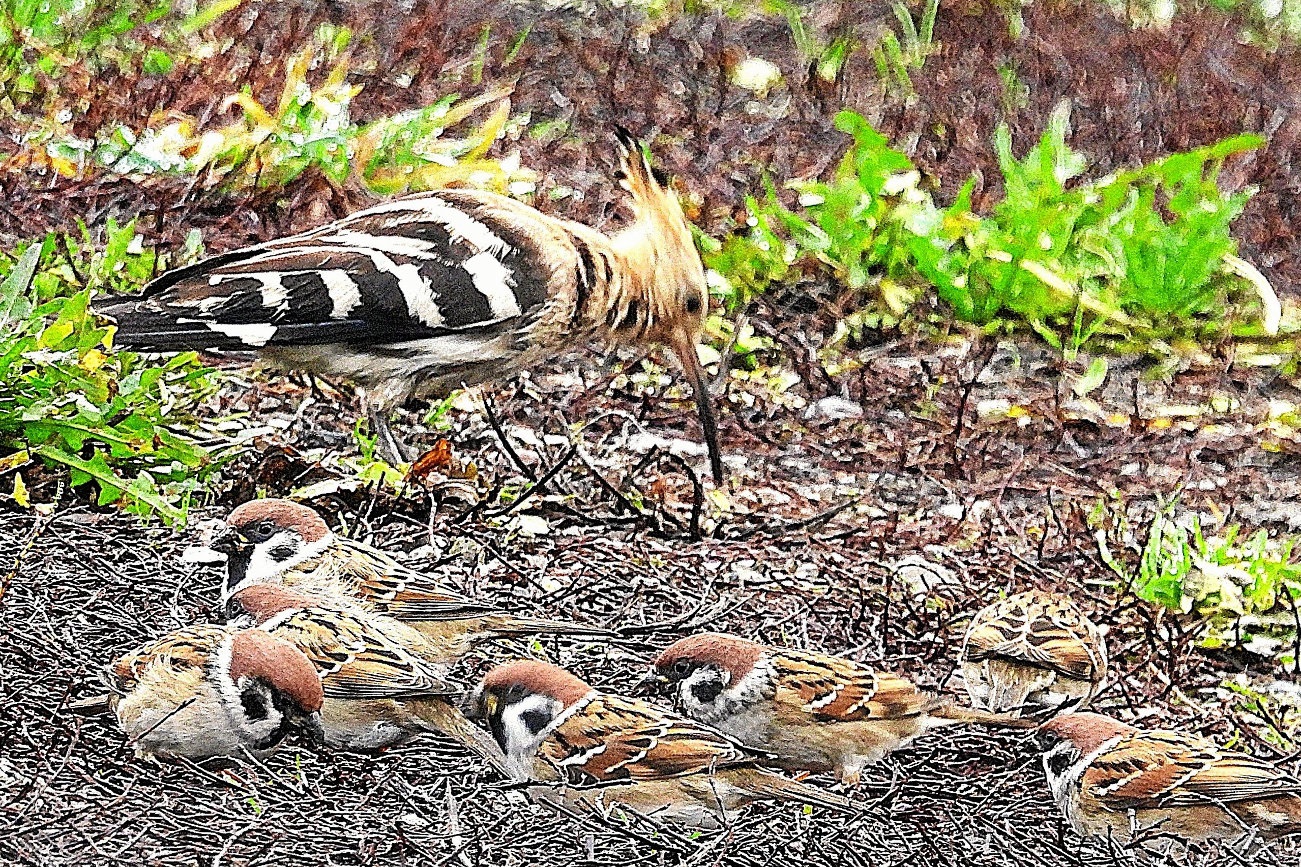 Den sjældne gæst fotograferet på Svinø sammen med en flok skovspurve.