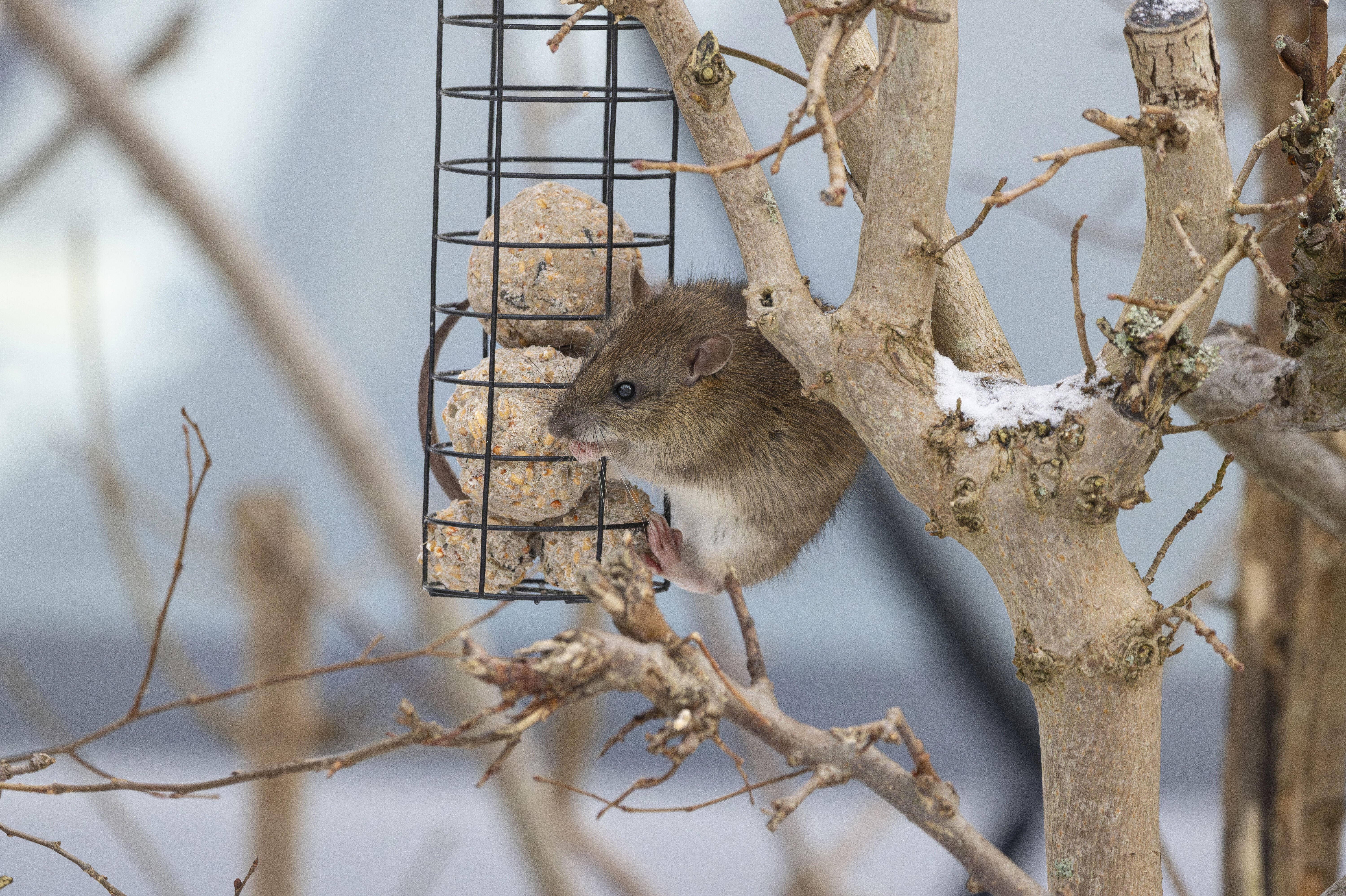 Rotteplagen har i 2024 været ekstraordinær stor, lyder det i mange kommuner. Det har givet rottefængerne sved på panden. (Arkivfoto).
