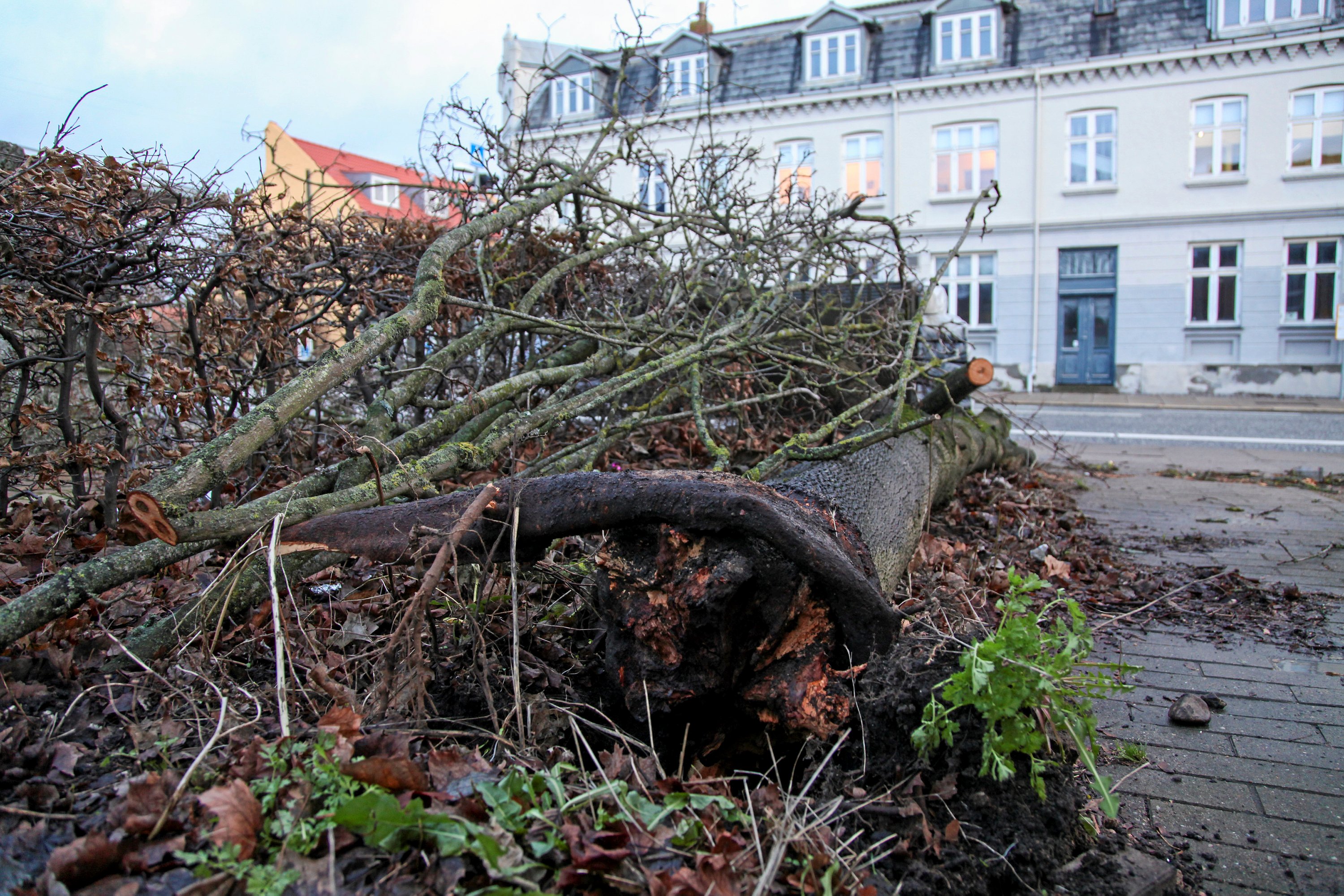 Træ væltet ud over kørebanen – Sjællandske Nyheder