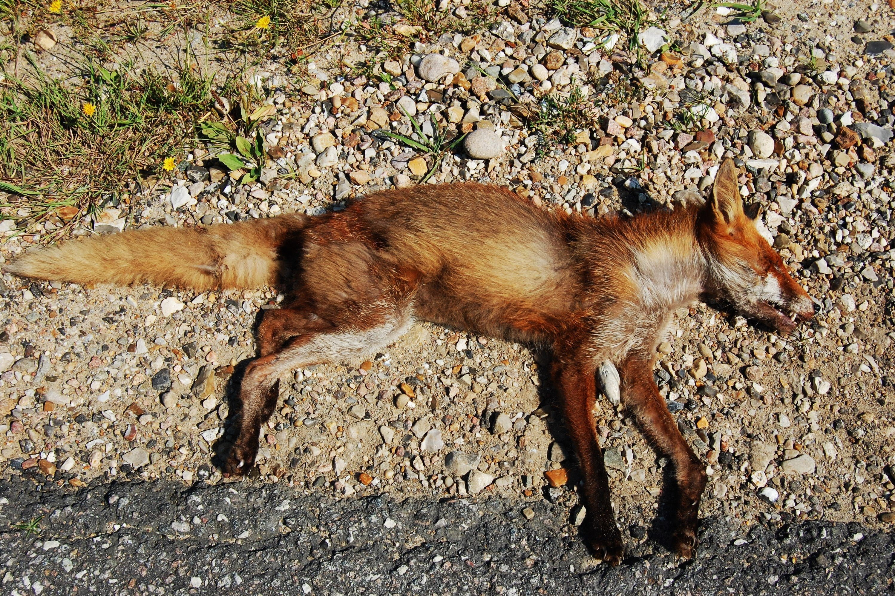 Det er ofte de unge ræve, der køres ned af biler, fordi de strejfer en del rundt i nye omgivelser, hvor de ikke kender trafikken.