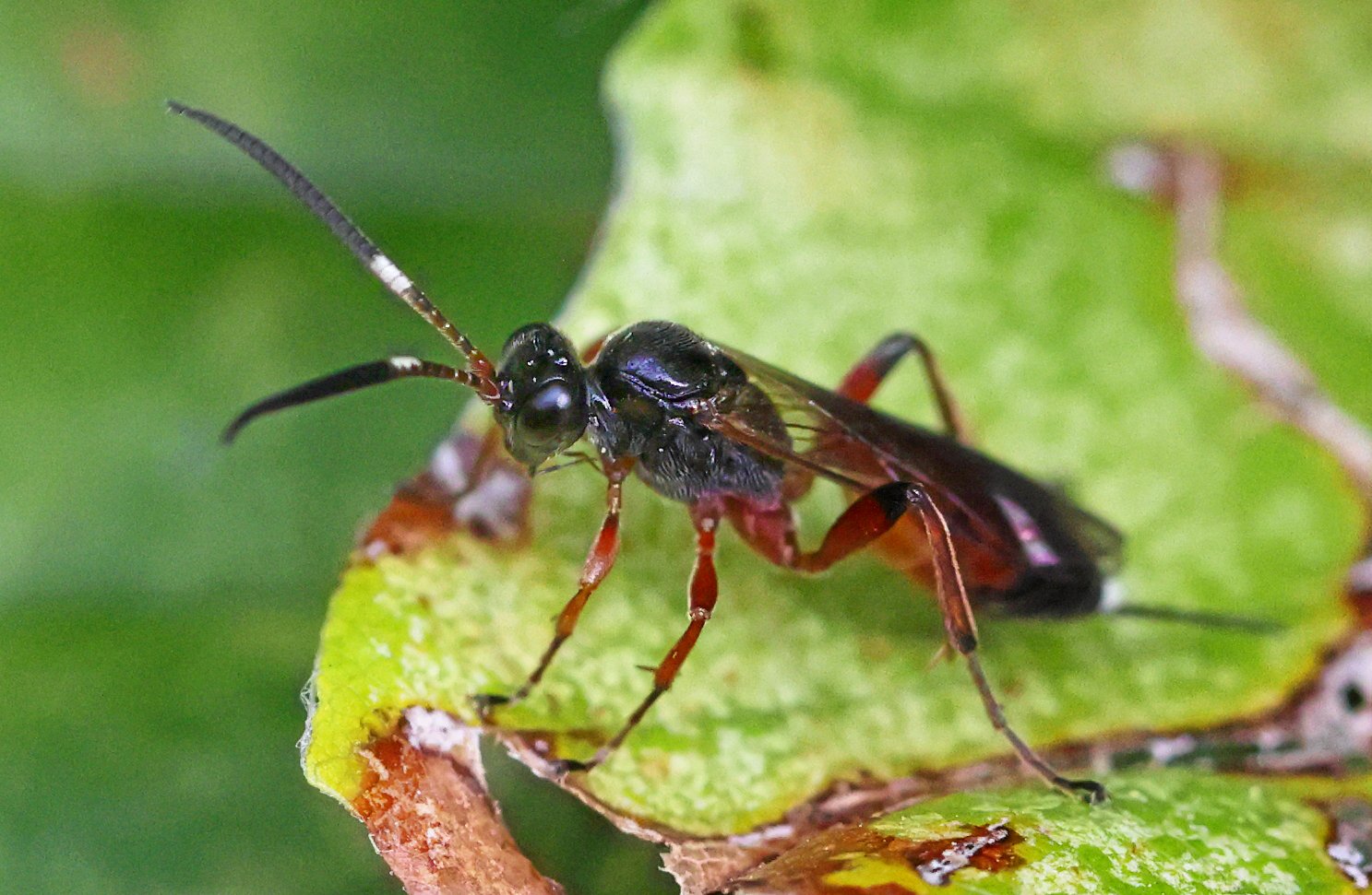 Den ser måske ikke ud af meget. Men den lille snyltehveps er en del af et stykke unik natur.