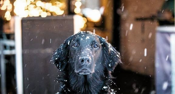 - Hvis du har mistanke om, at din hund er forgiftet, skal du tage til dyrlæge så hurtigt som muligt, for akut behandling er nødvendig. Du skal ikke vente på, at symptomerne udvikler sig, understreger Agria Dyreforsikrings chefdyrlæge, Mogens Brix Koldkjær.