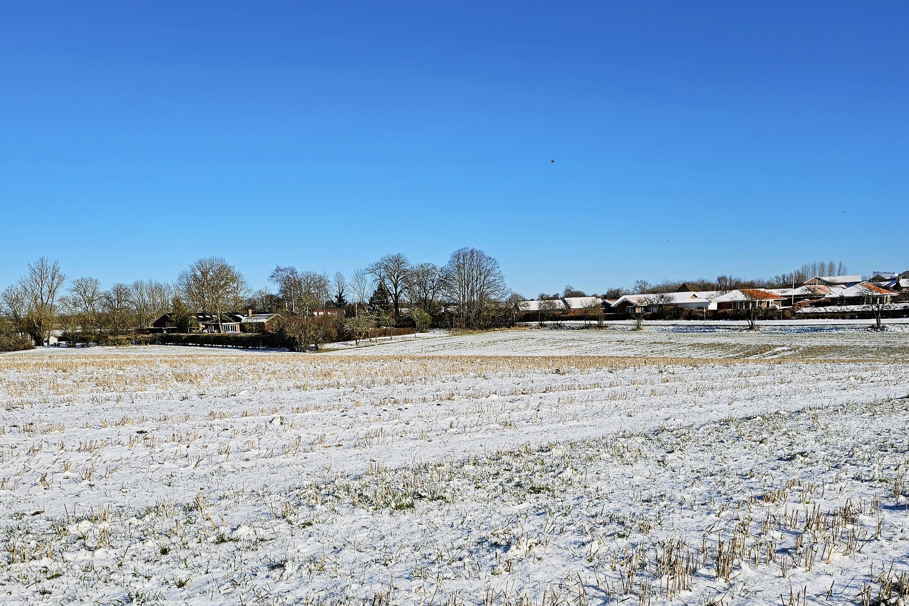 Det er på denne mark ved Kongemarksvej, at Seniorbo Svogerslev gerne vil opføre et seniobofællesskab.