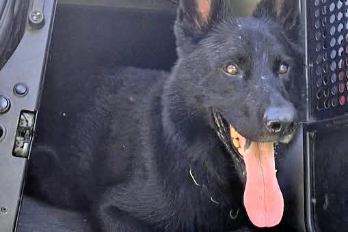 Politihunden Meyer og hans patruljekammerater leverede en holdindsats til topkarakterer.