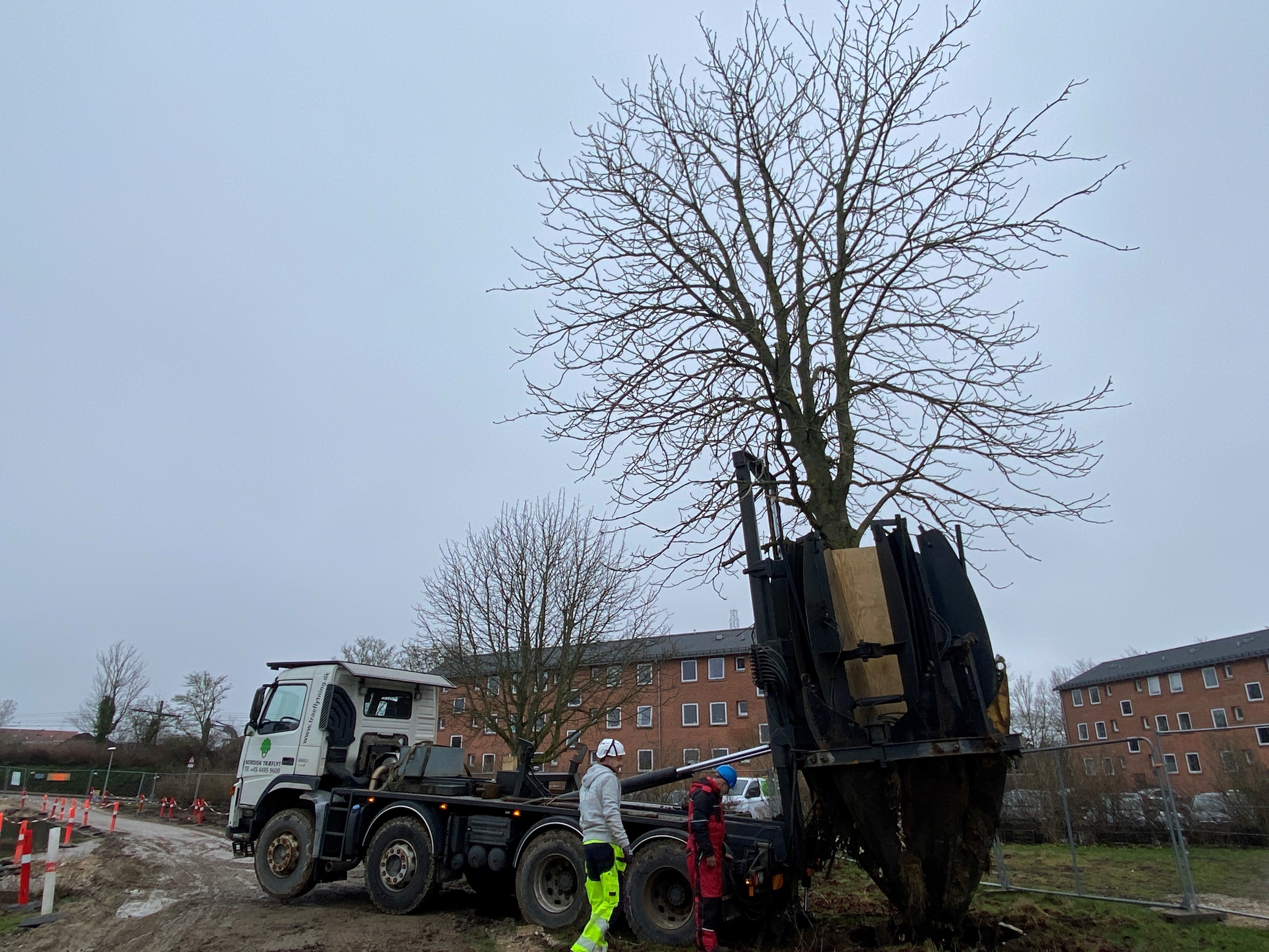 To helt bestemte træer skulle have nye pladser i stedet for at blive fældet.