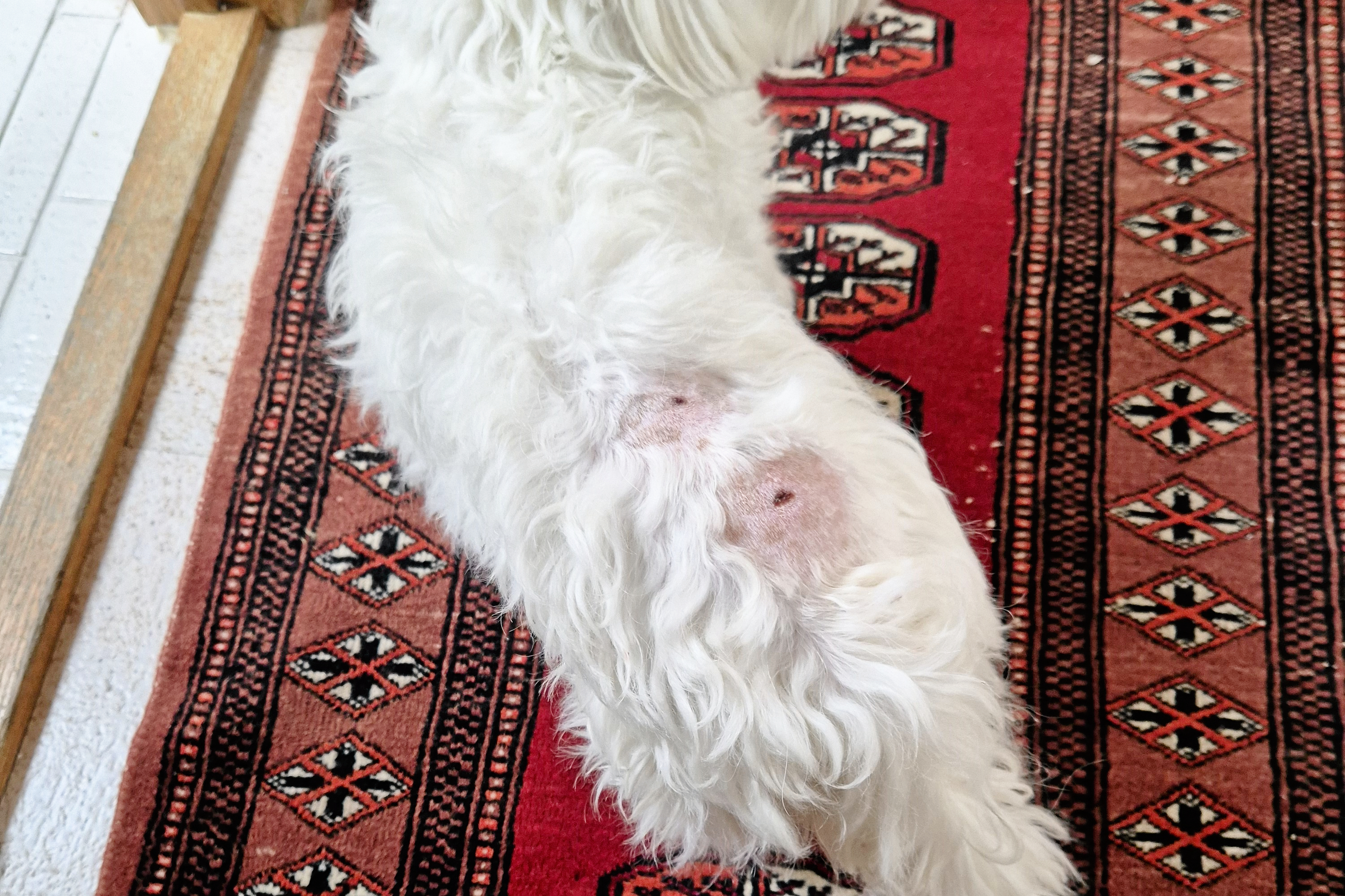 Senest var det Jan Hansens malteser Luna, der blev bidt af en aggressiv schæfer. Sagen har fået beboere i området til at råbe op, fordi hunden skaber utryghed.