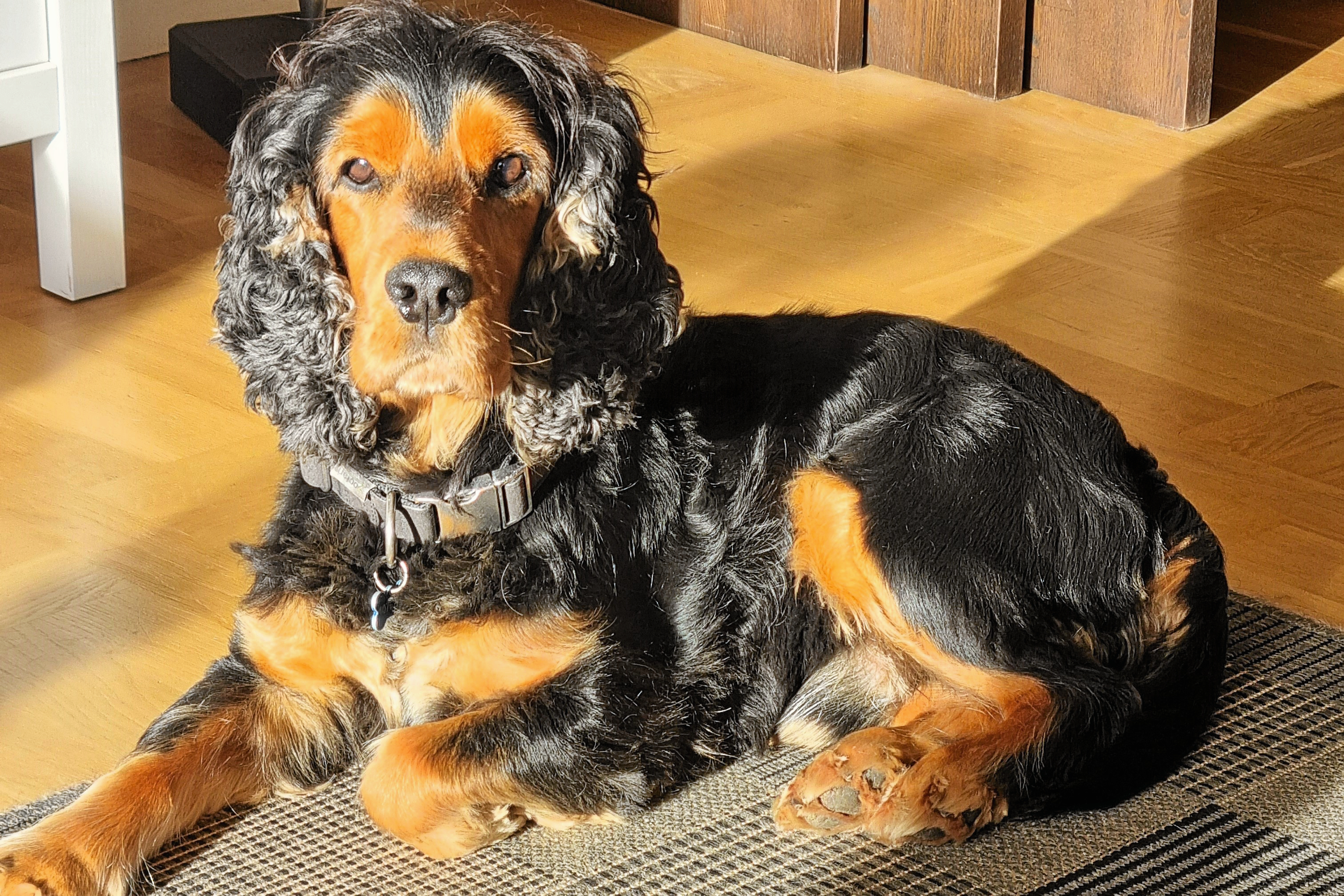 Svend Kristiansens hund Charlie, som er en cockerspaniel. I 2021 blev den angrebet af schæferen.