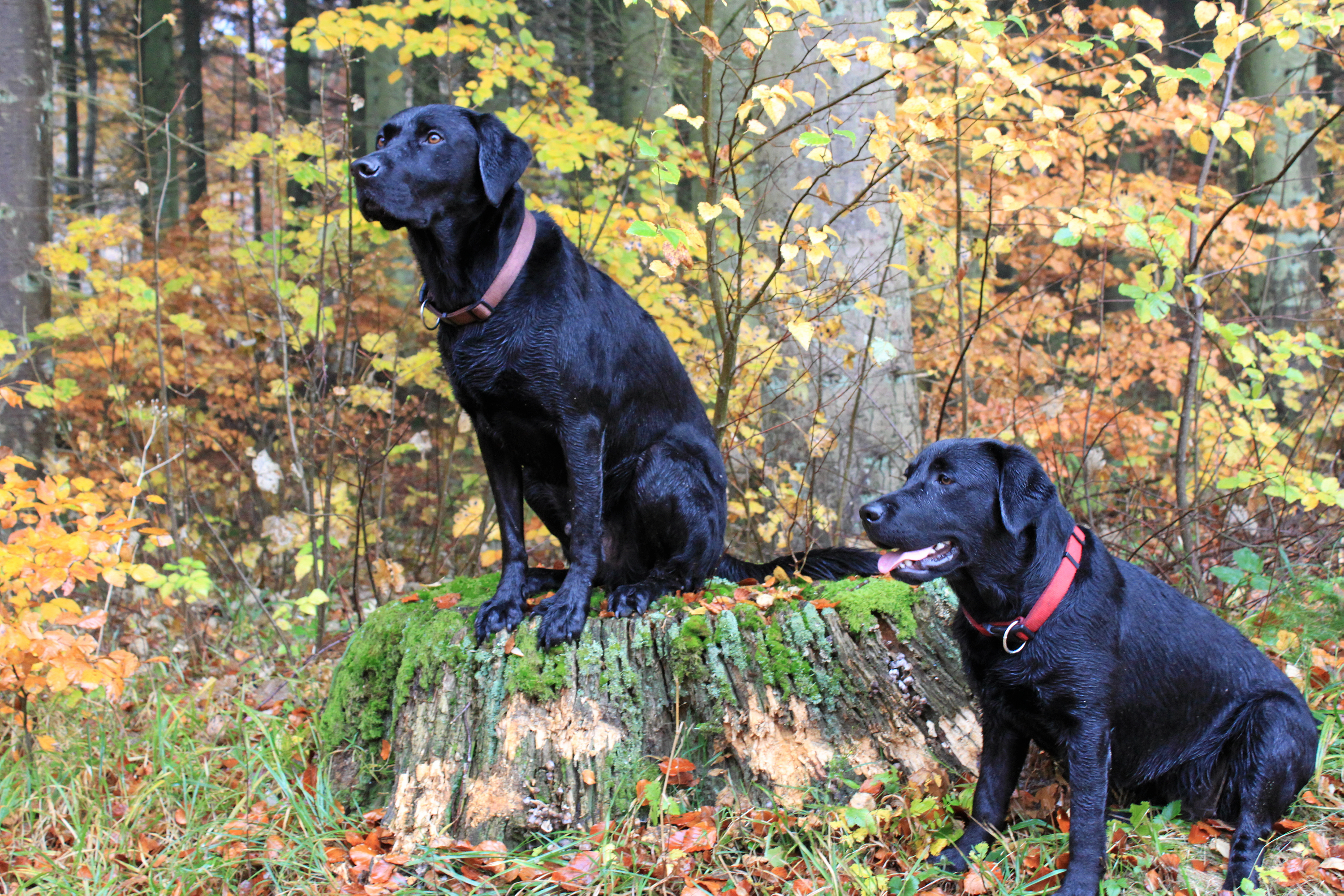 På flere af Naturstyrelsens områder må du ikke lufte løse hunde. Styrelsen er klar med bøder, hvis det sker.