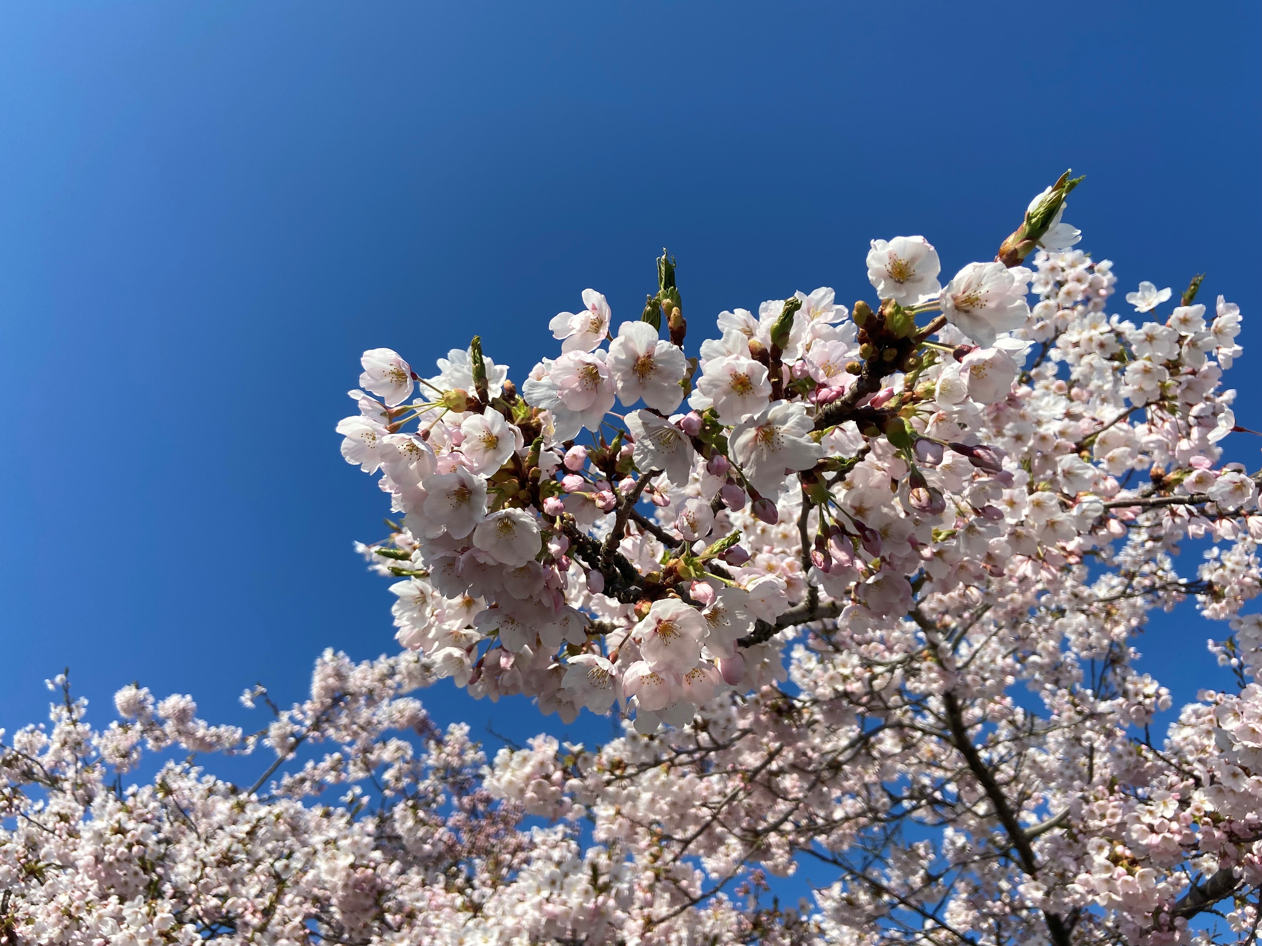 De japanske kirsebærtræer plantes kun for et syns skyld. De giver ikke frugt trods navnet.