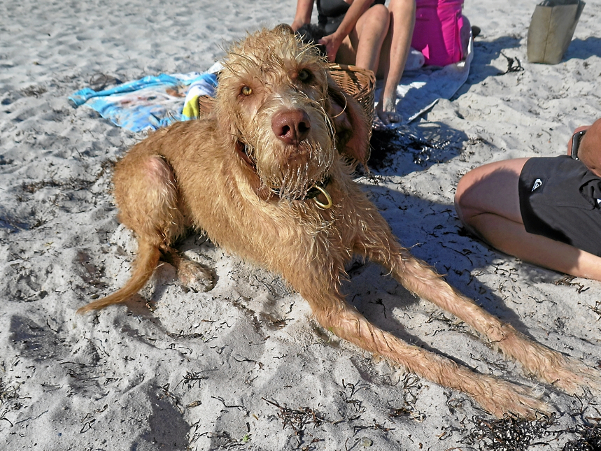 Hundestranden har i den seneste tid skabt heftig debat.