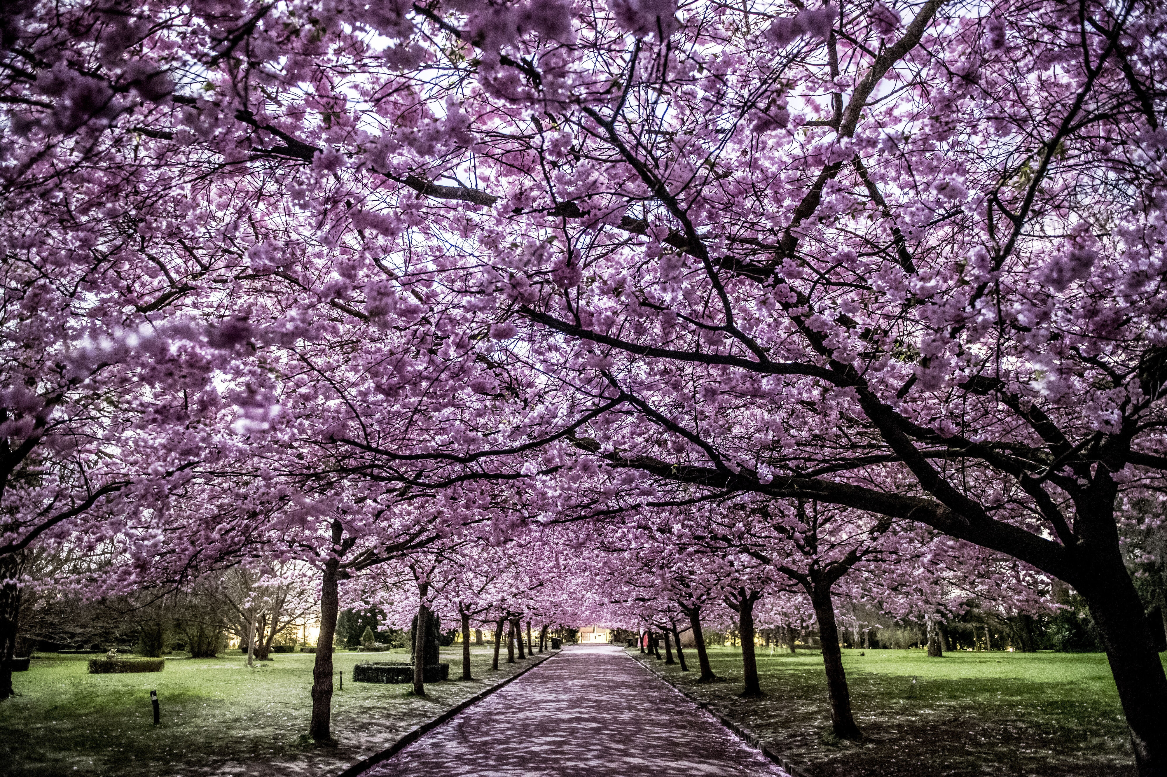 Det japanske ord "hanami" kan oversættes til "at se på blomster". Det dækker over den aktivitet, hvor man bevæger sig udenfor og betragter kirsebærblomster i flor. (Arkivfoto).