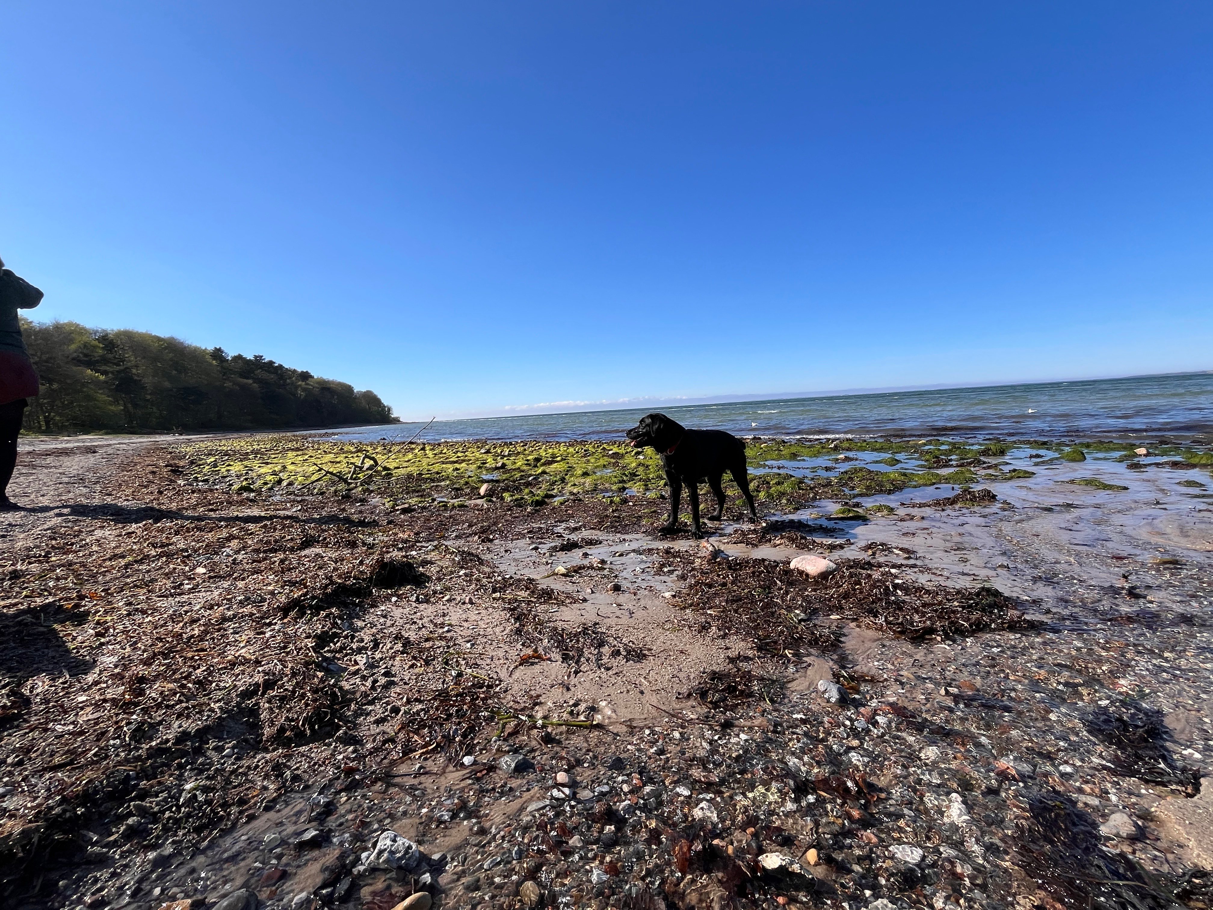 En stenet strand er blevet genstand for et hundeslagsmål.