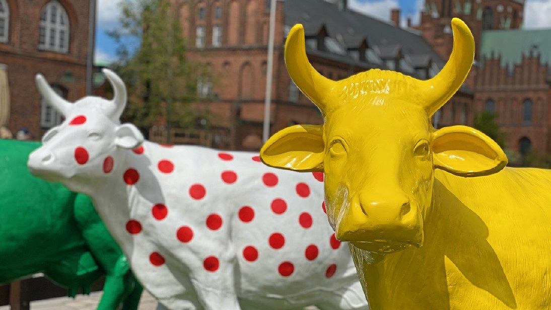 Tourkøerne kommer frem i lyset igen, men i en ny bemaling.