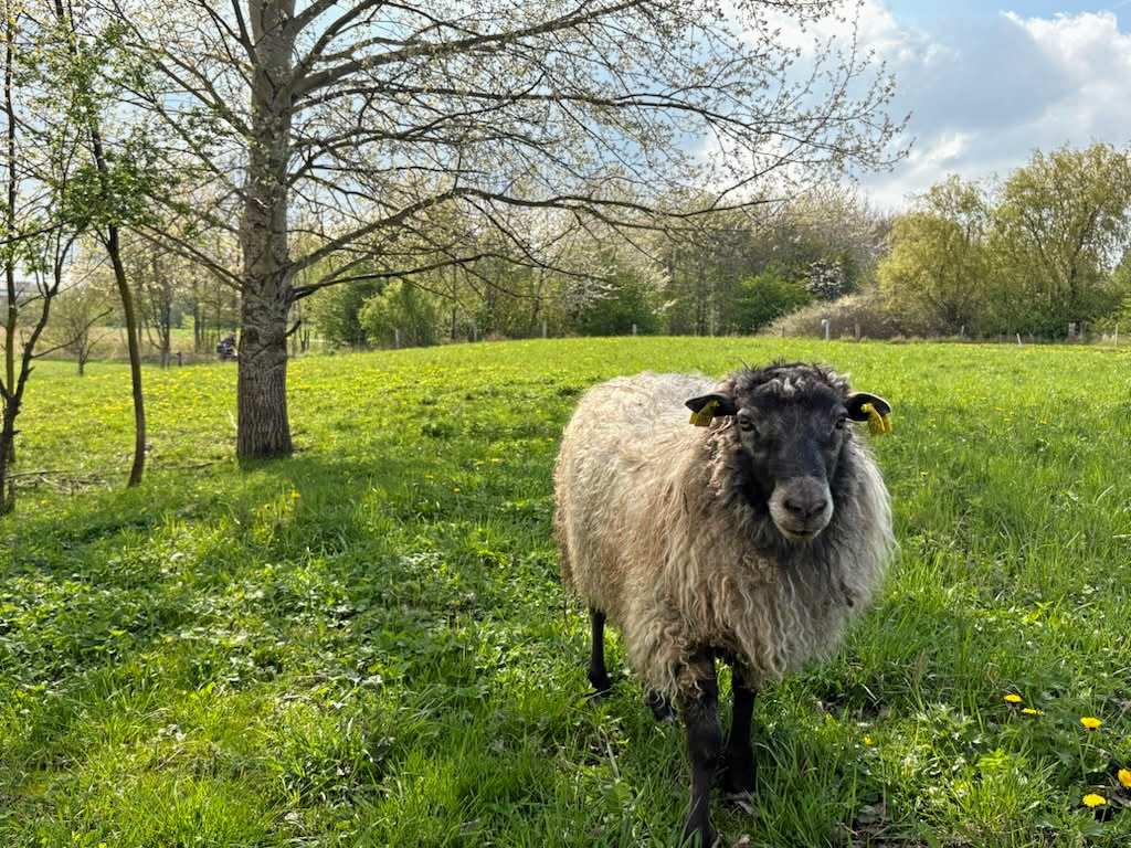I løbet af denne måned er to geder og et får - plus et vildt rådyr - blevet stukket ihjel med kniv i Trekroner.