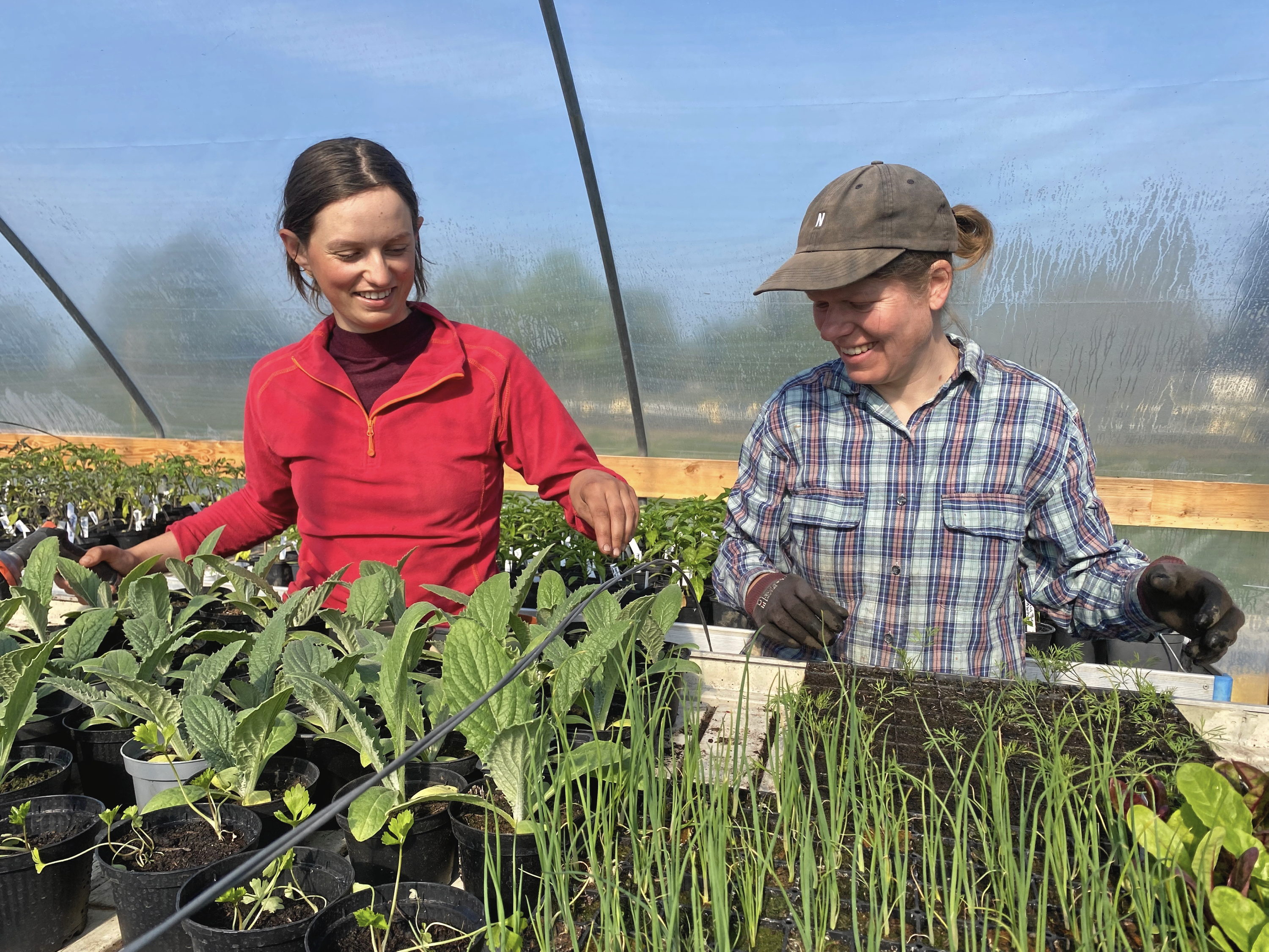 Mette Marie og Terese har travlt med at få de forspirrede planter ud af drivhuset, så de kan komme rigtigt i jorden.