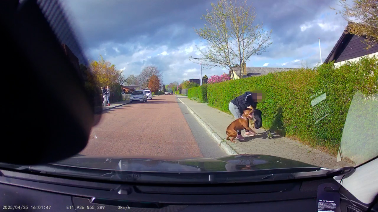 En videooptagelse fra Ørslev syd for Ringsted viser et voldsomt hundeangreb