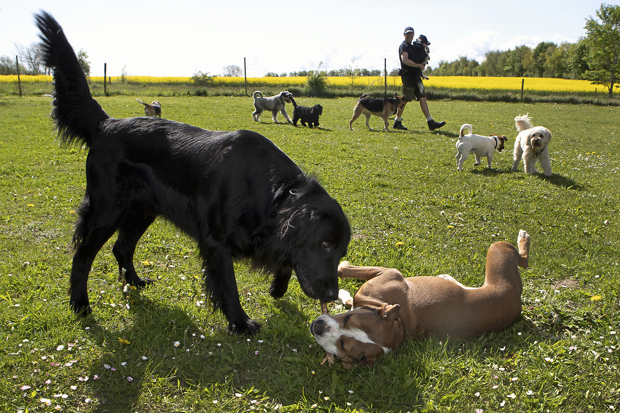 Kan din hund drikke vandet fra hanen, når der er fundet bakterier i det. Få svaret i denne artikel.