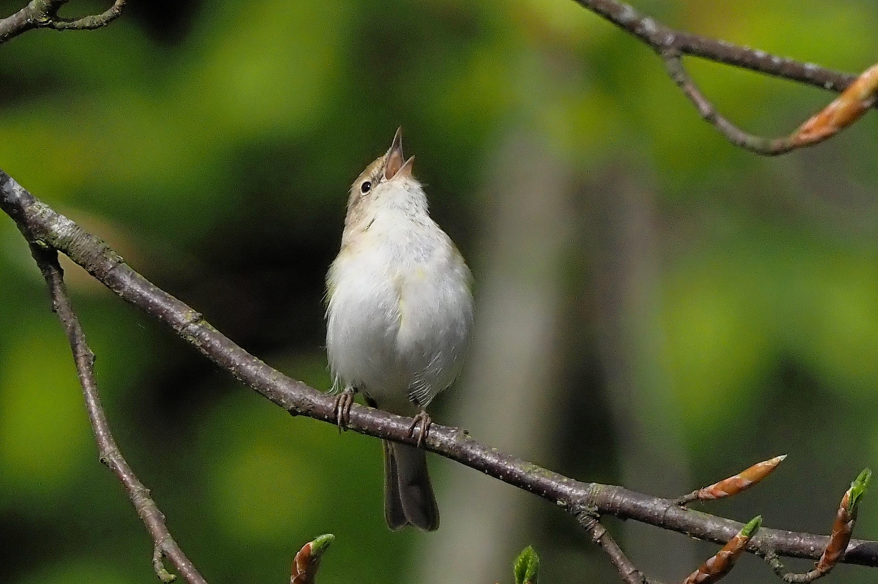 Bjergløvsangeren (Phylloscopus bonelli) er en lille, grønlig sanger, der normalt yngler i det sydlige Europa. Den betragtes som en tilfældig gæst i Danmark, men det varmere vejr kan måske gøre den til en hyppigere gæst nordpå.