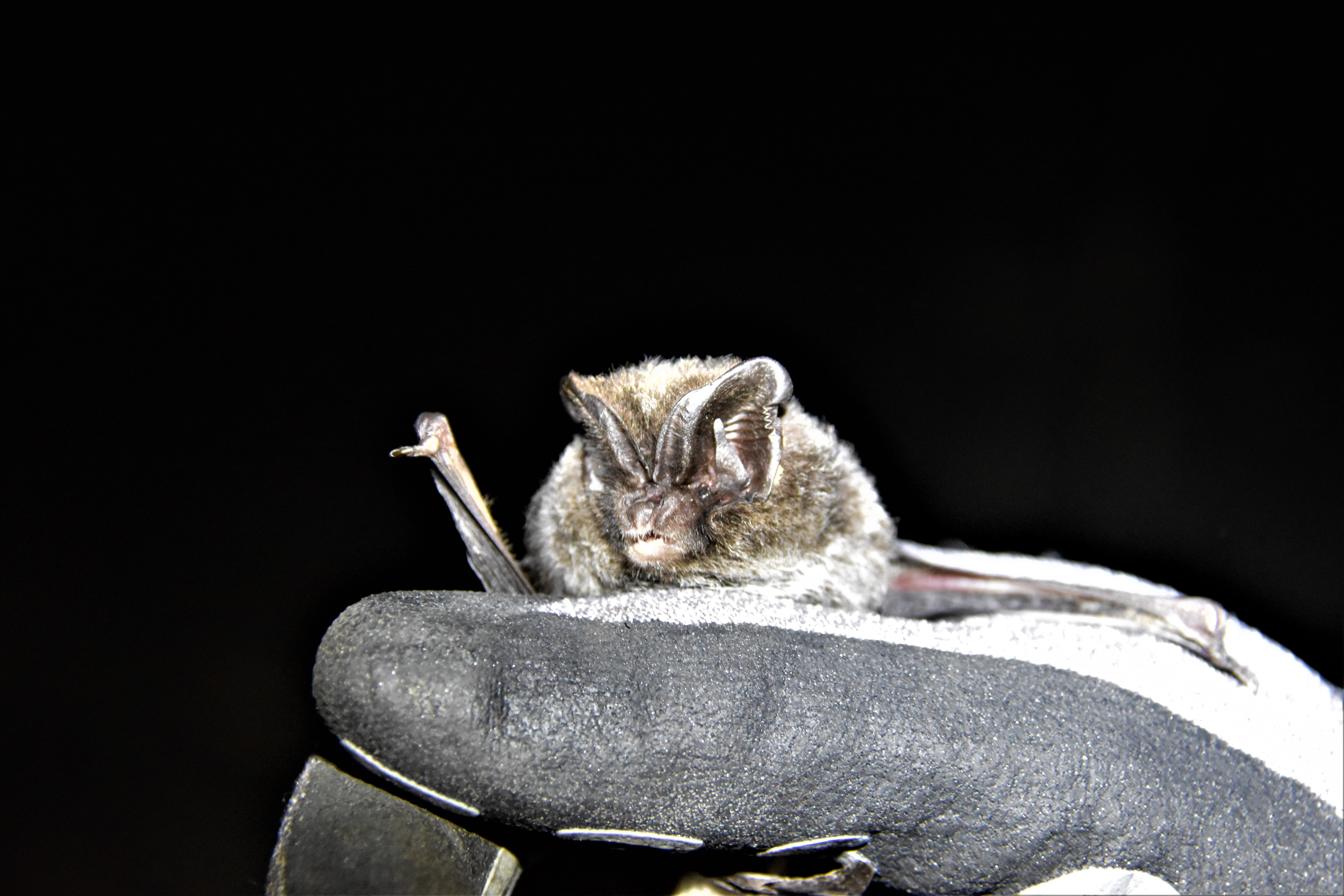 Bredøret flagermus er specialist i at fange natsommerfugle, men kan også tage andre flyvende insekter.