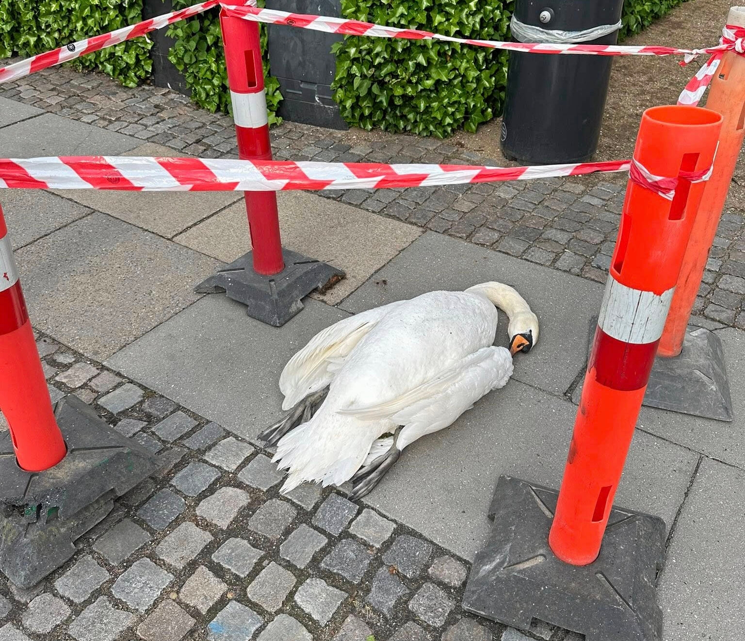Sådan så det ud, da svanefar på tragisk vis mistede livet, efter kollision med en lygtepæl. - Peter Milbregt Sådan så det ud, da svanefar på tragisk vis mistede livet, efter kollision med en lygtepæl.