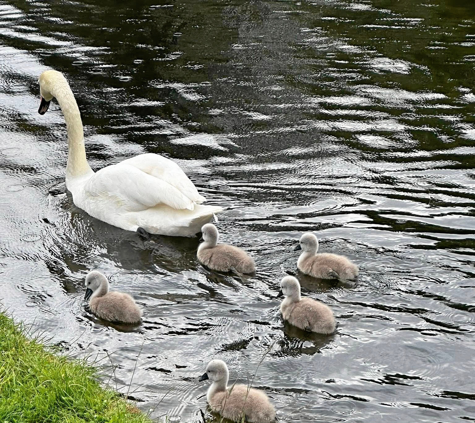 Ifølge biolog Michael Carlsen er Øregårdsparken langt fra et ideelt levested for ynglefugle, men for mange svaner er alternativerne få. - Peter Milbregt Ifølge biolog Michael Carlsen er Øregårdsparken langt fra et ideelt levested for ynglefugle, men for mange svaner er alternativerne få.