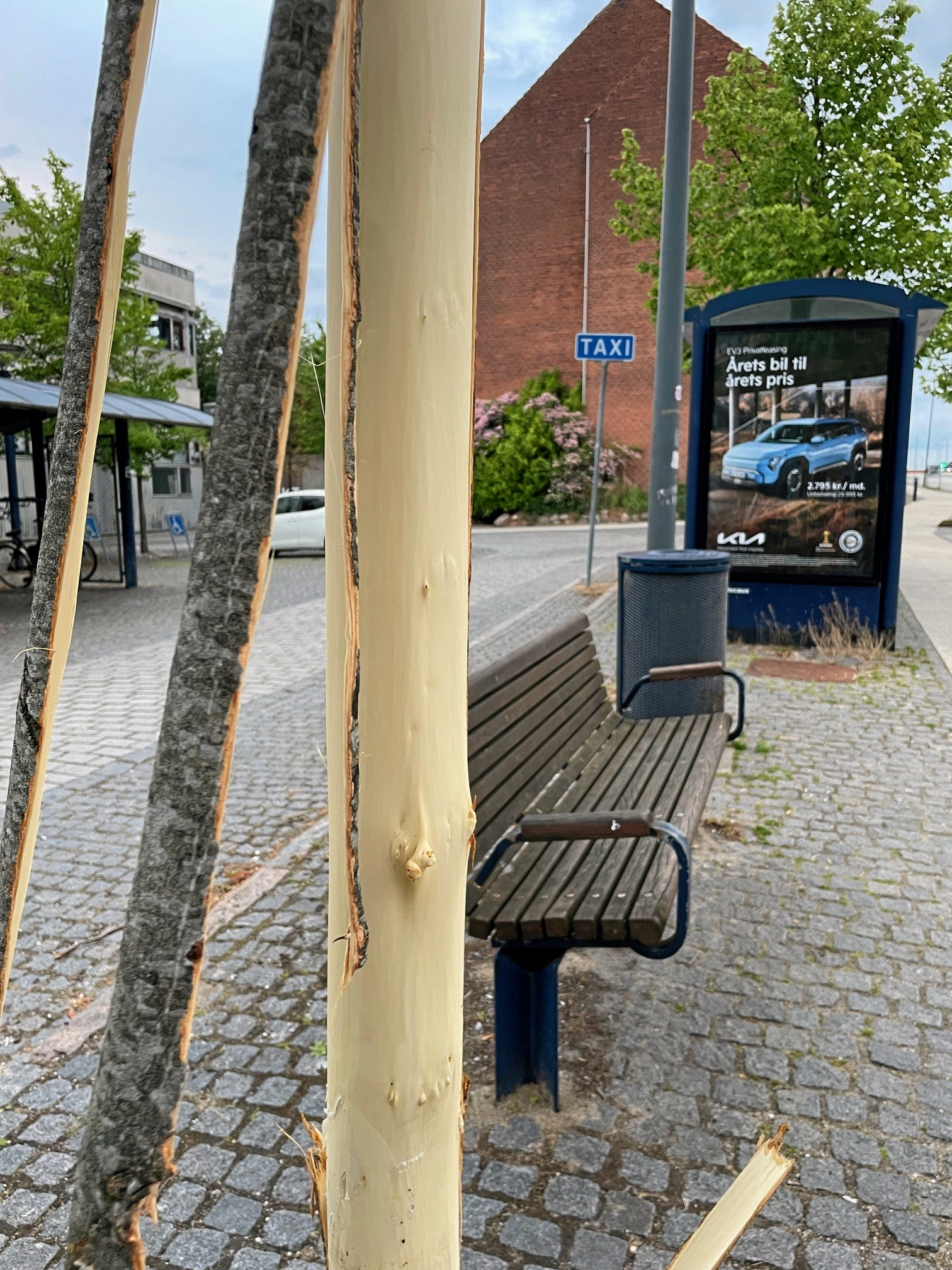 En Hørsholmborger blev søndag mødt af synet af et træ, hvor barken var skrællet af. Formentlig med en kniv.