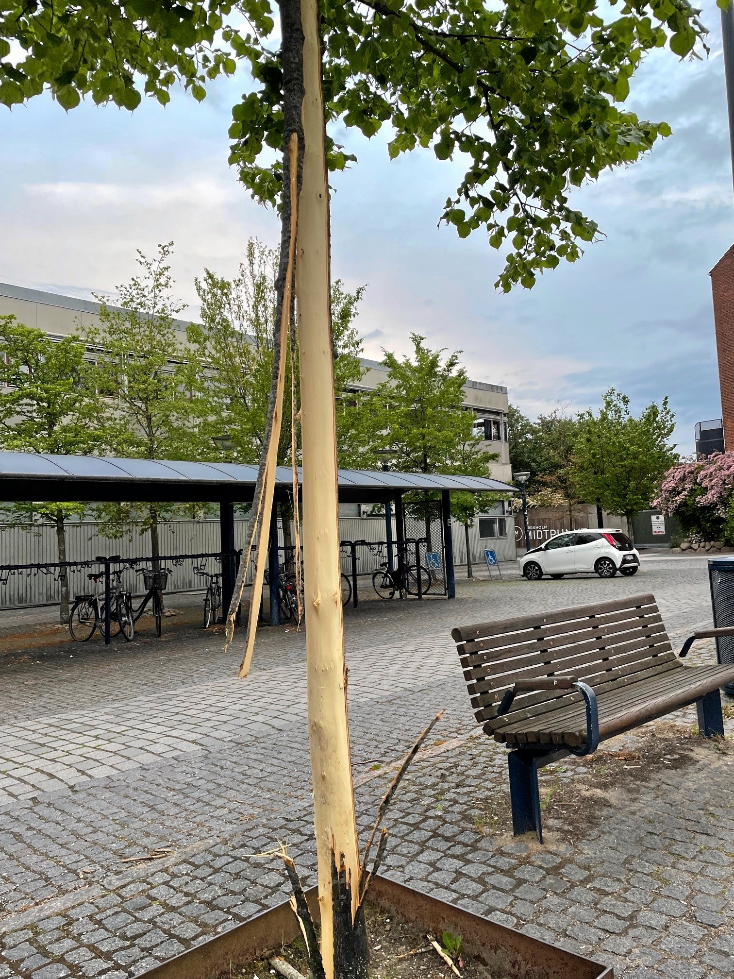 Vandalisme af et lindetræ på Usserød Kongevej. Det er ødelagt og kan ikke reddes, oplyser man hos Hørsholm Kommune. - Privat Vandalisme af et lindetræ på Usserød Kongevej. Det er ødelagt og kan ikke reddes, oplyser man hos Hørsholm Kommune.
