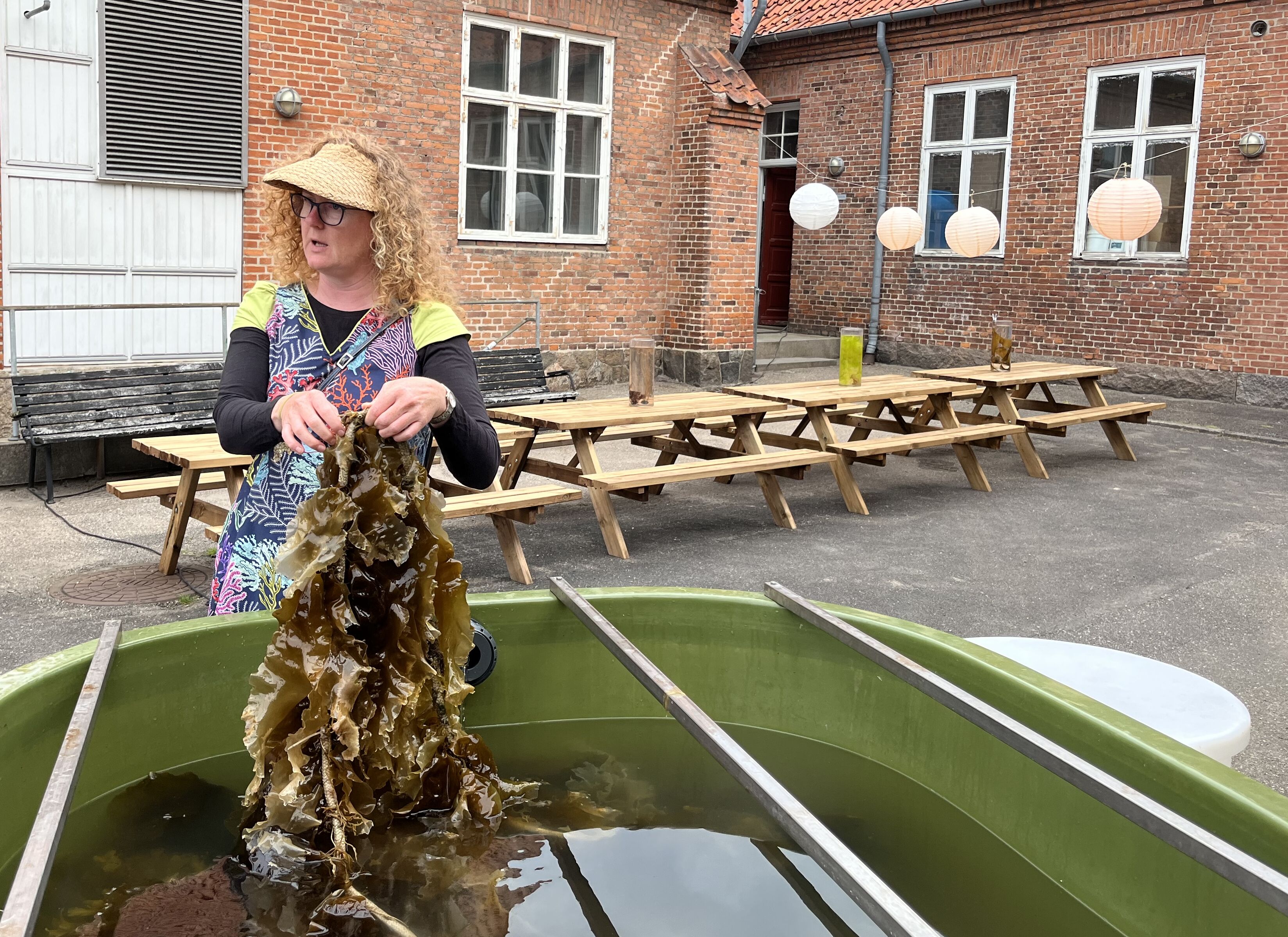 Susan Løvstad Holdt, iklædt kjole med tangmotiv, forklarer, at sukkertang ikke trives godt over 15 grader og derfor synger på sidste vers kvalitetsmæssigt her midt i juni.