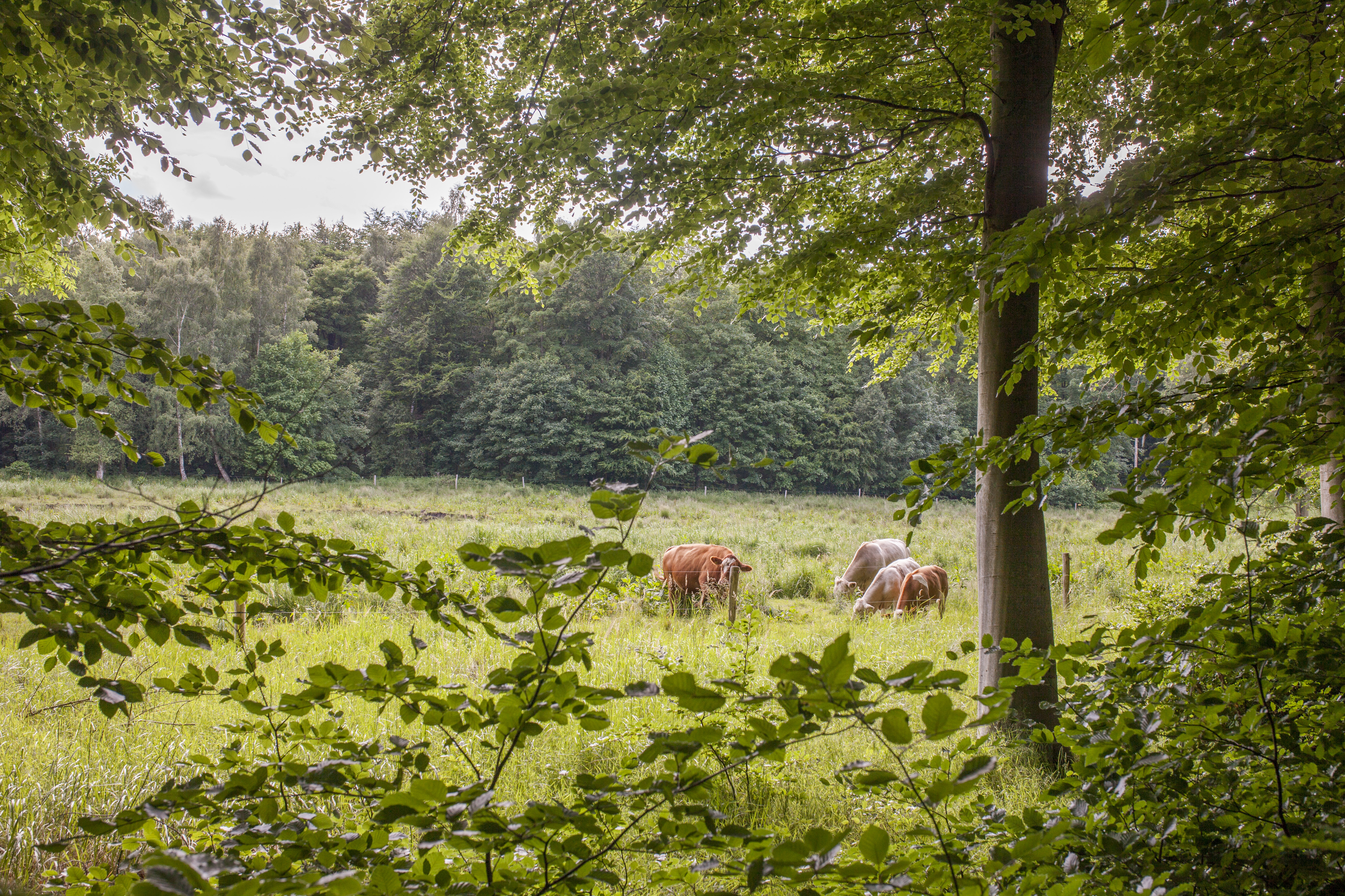 Det er naturen, der danner rammen om 'Ro i friluft', der er et tilbud til mænd i Fredensborg Kommune, der kæmper med stress eller andre belastningsreaktioner.