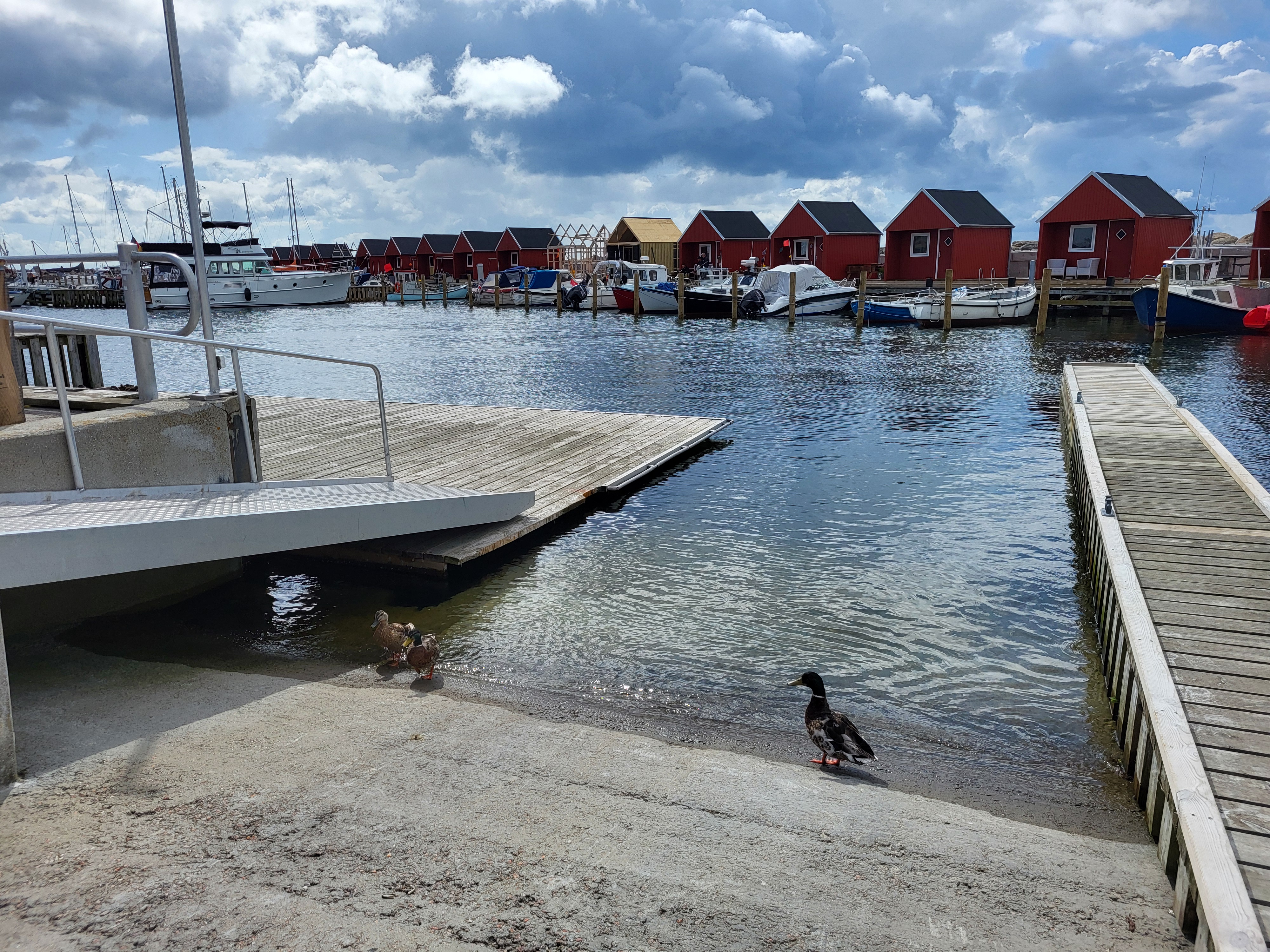 I 1976 væltede torskene ind i Rødvig Havn, hvor fiskernes Andelssalg på få dage fik indleveret 100 tons torsk.
