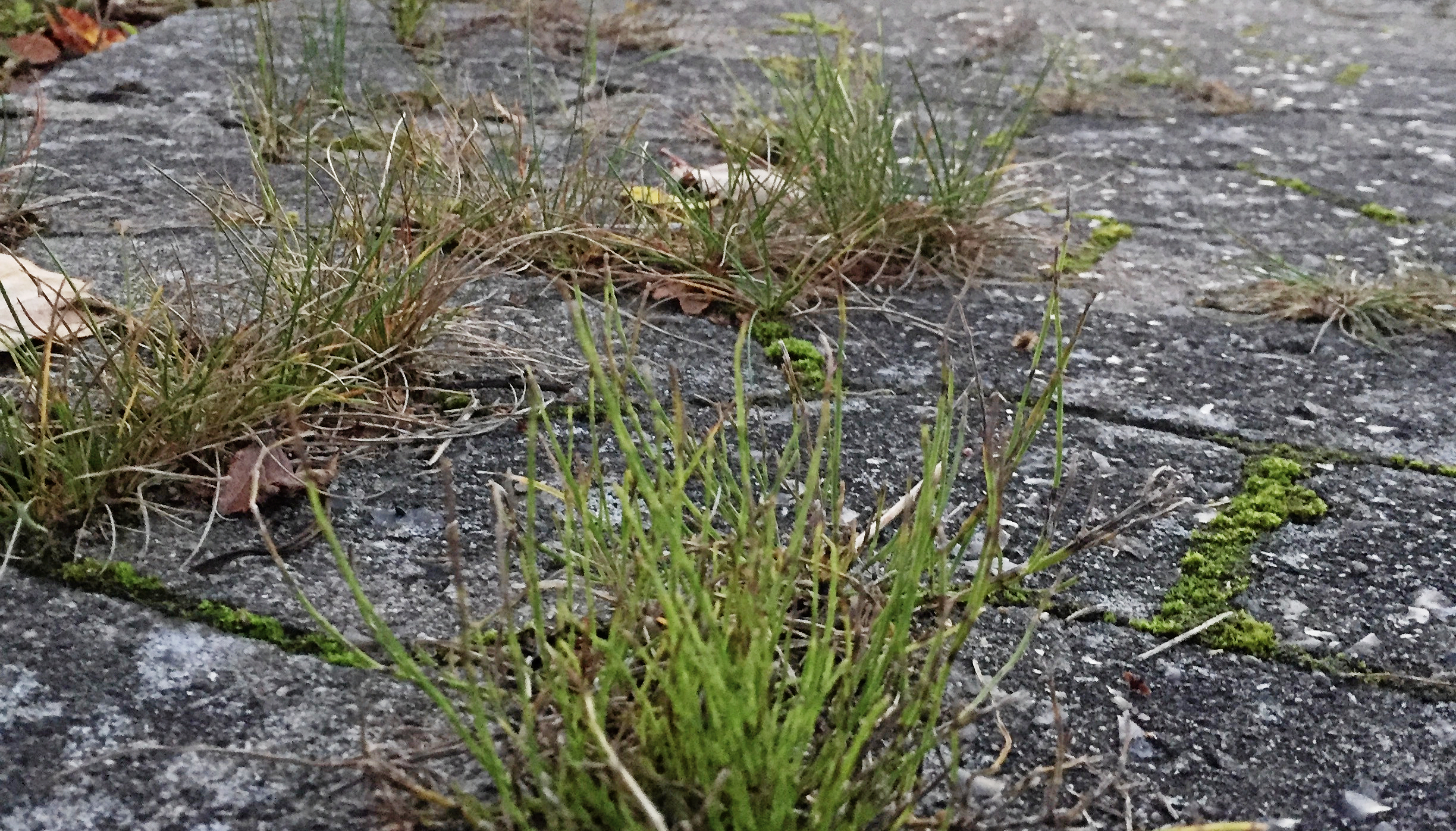 Loven udstikker ikke retningslinjer for, hvor tit der skal luges ukrudt på fortovet.