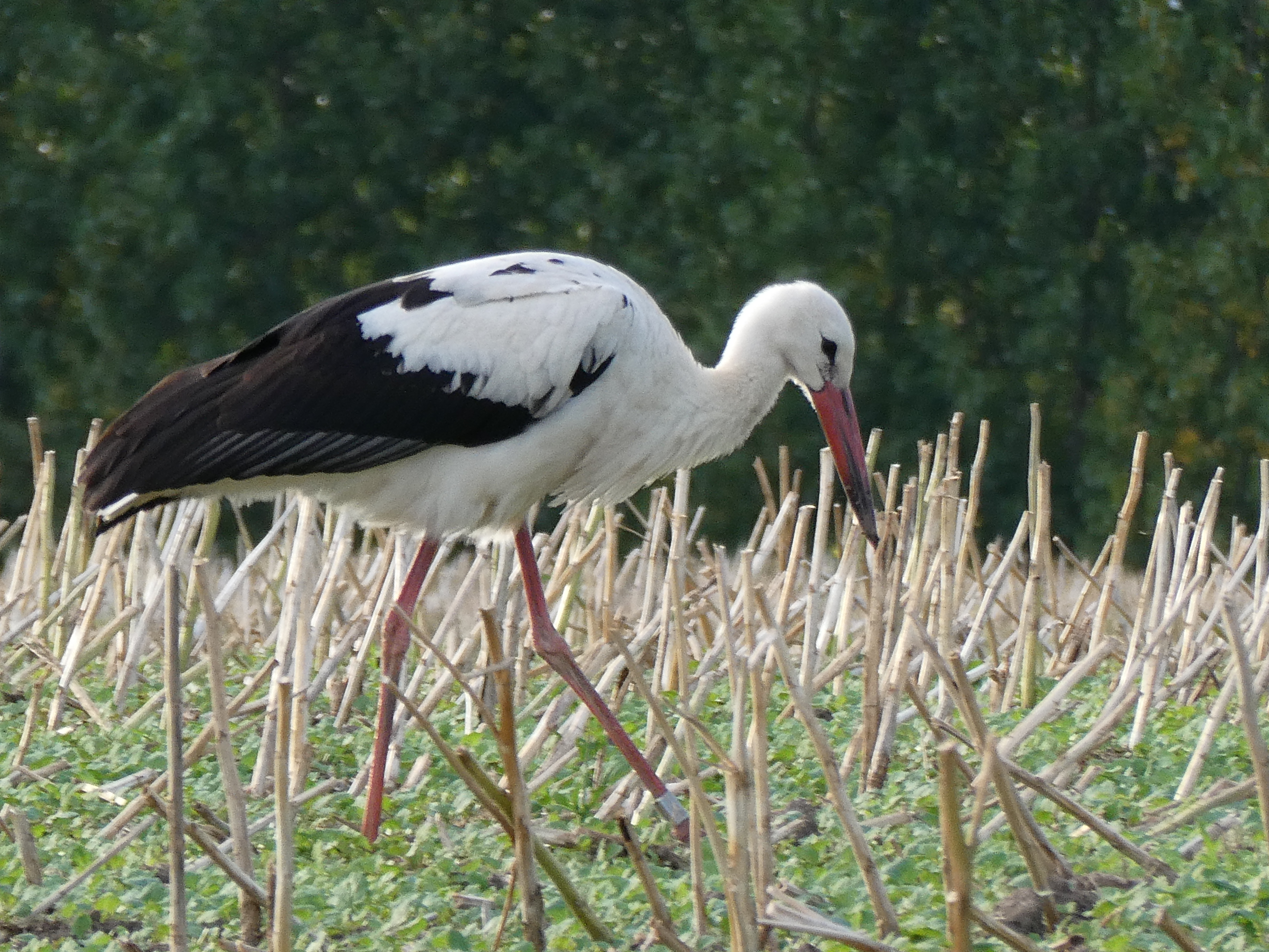 En sjællandsk stork har mistet livet i afrika, den døde formentlig af at få et læs affald i hovedet.