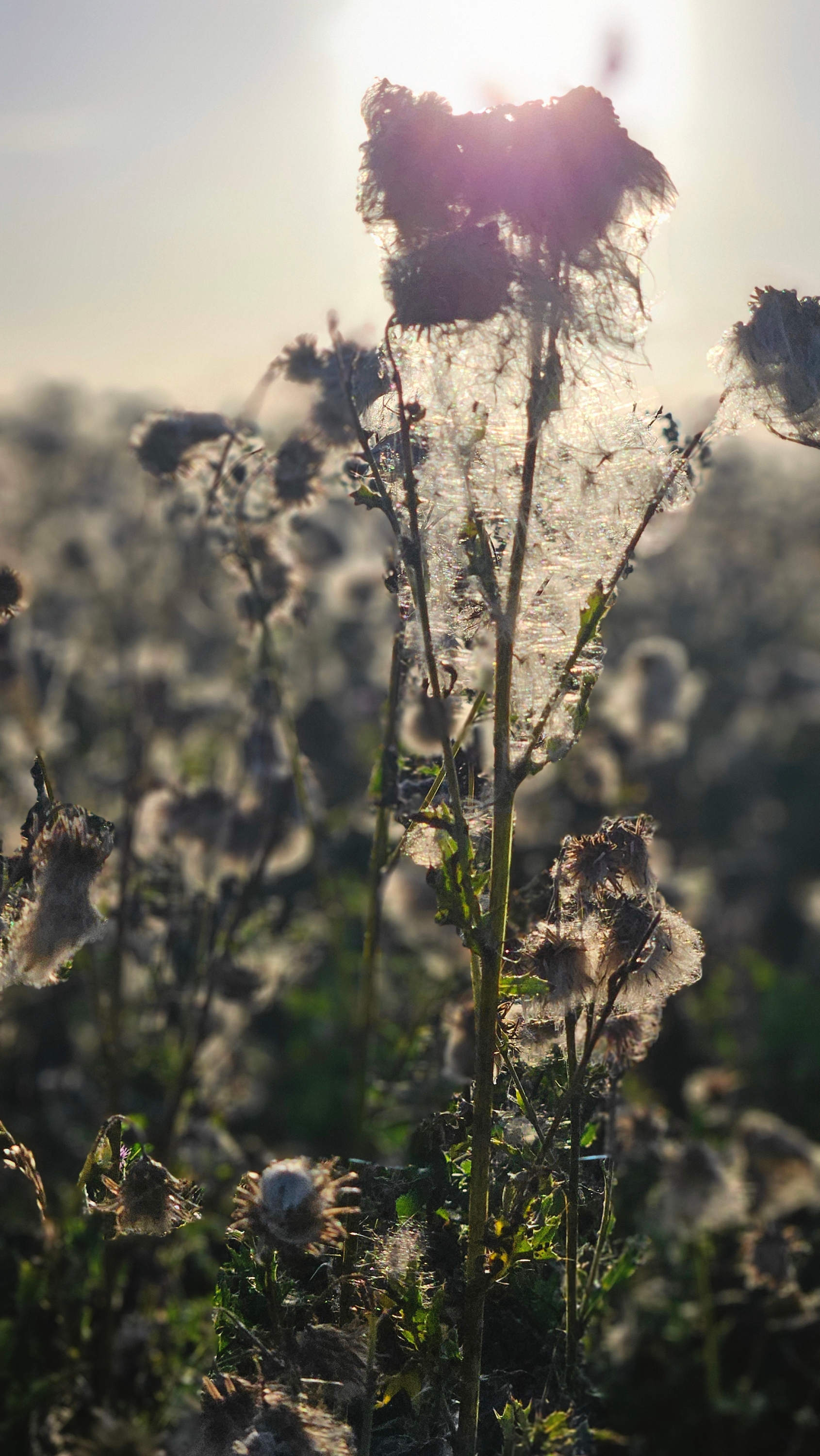 En smuk detalje i Holtug Kridtbrud. - Lone Hage Rasmussen En smuk detalje i Holtug Kridtbrud.