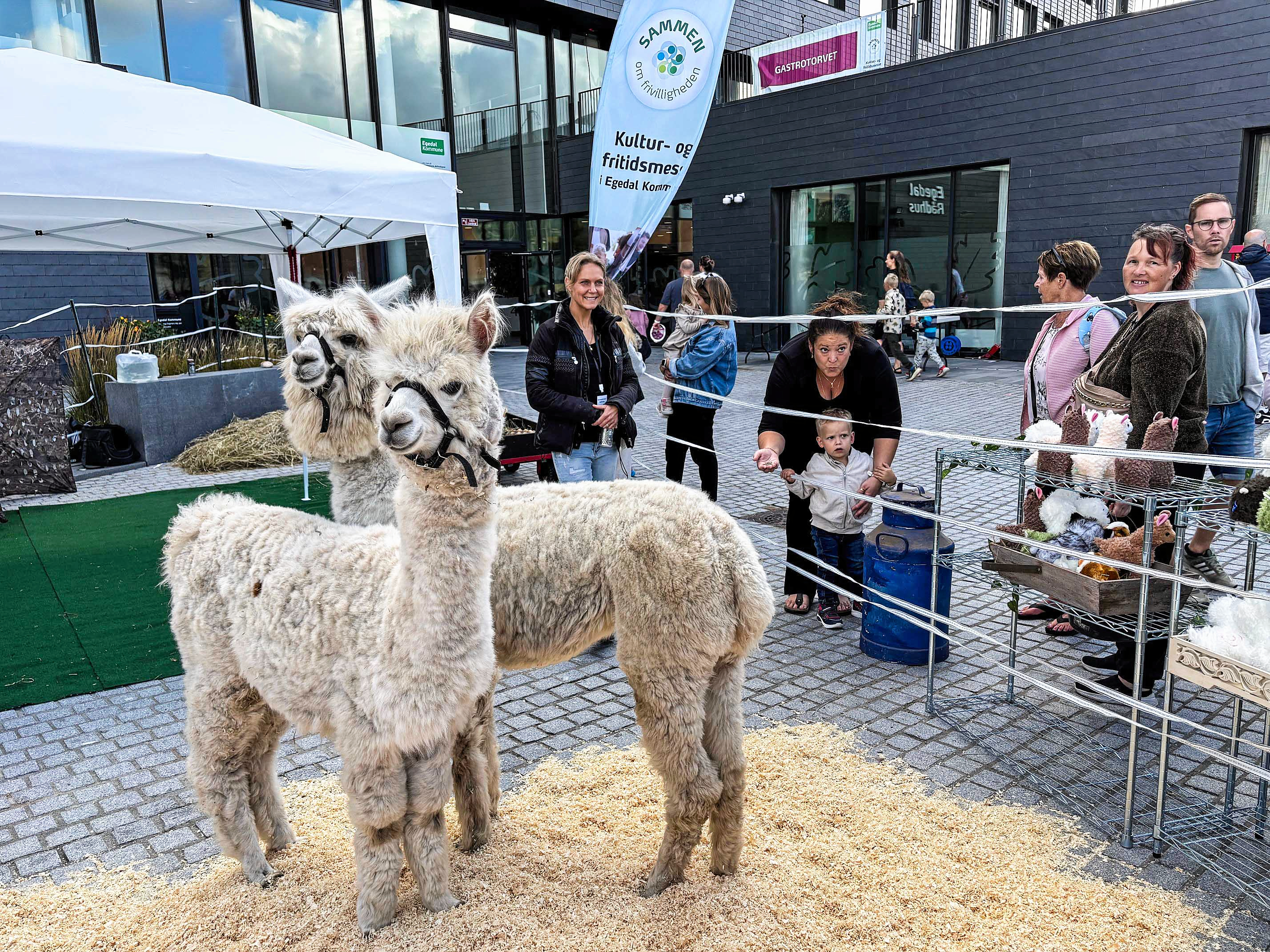 Sansegården i Stenløse var mødt frem på messen med deres to alpacaer, Freja og Frigg, som dagen igennem modtog masser af kærlighed.