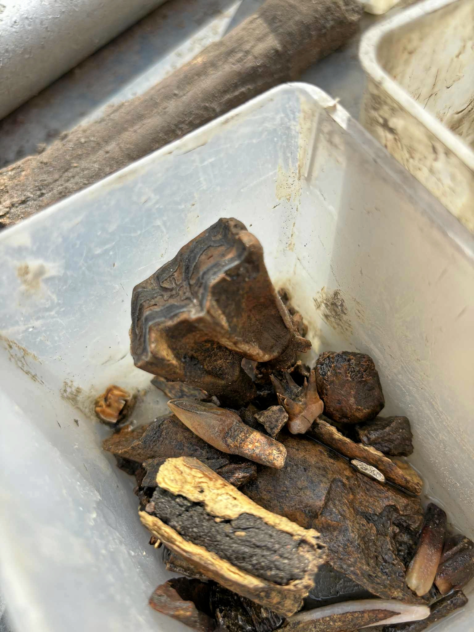 En kindhest fra et dyr er blandt fundene, som de frivillige står bag. - Museum Nordsjælland En kindhest fra et dyr er blandt fundene, som de frivillige står bag.