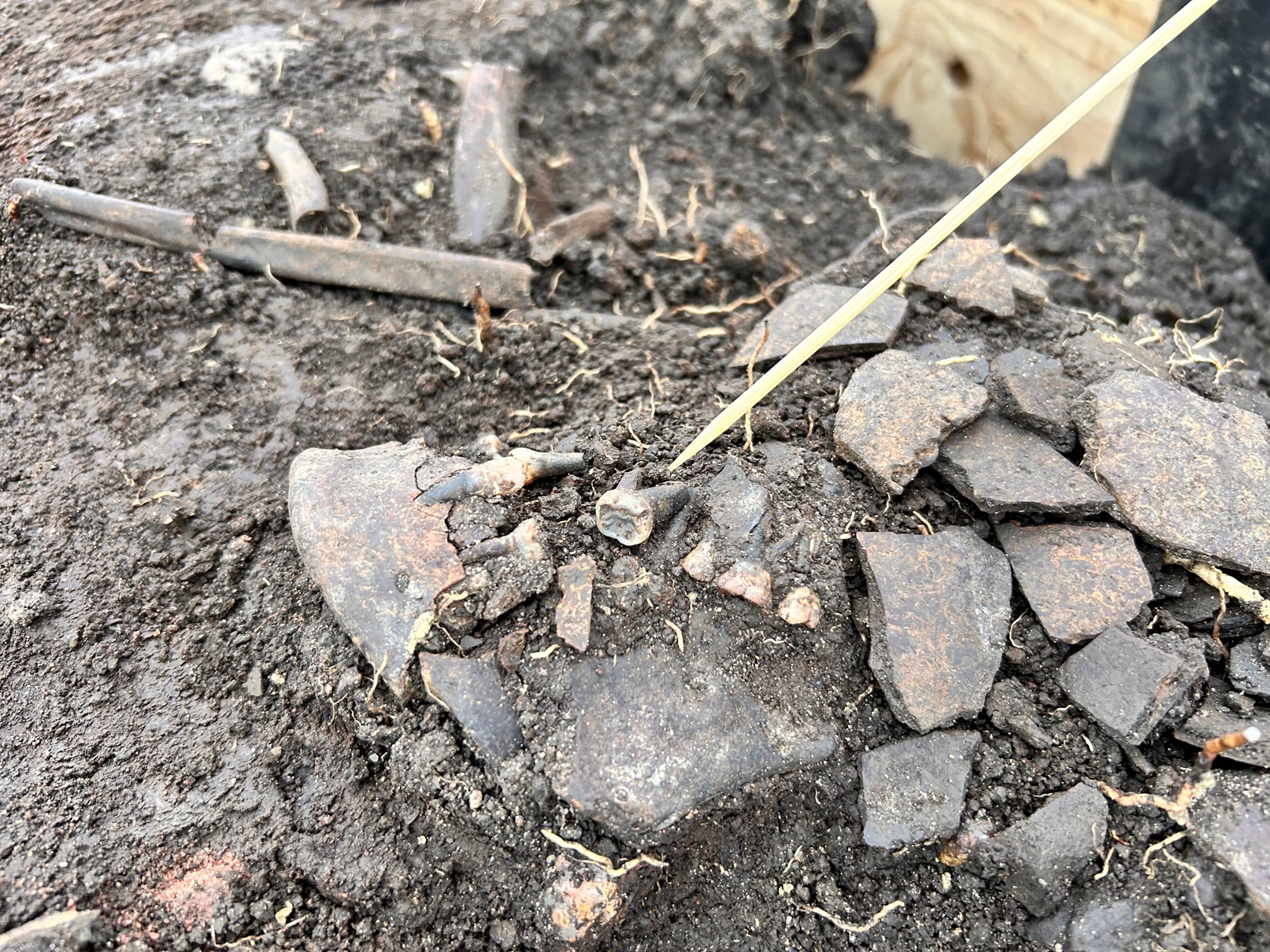 Her ses det kranium, som Daniel Teilmann fandt i sidste uge under udgravningen mellem Taastrup og Torslunde. Der peges på én af de meget medtagede tænder, som er én af indikatorerne for, at holdet håber, der er tale om et op til 11.000 år gammelt skelet. - Kasper Ellesøe Her ses det kranium, som Daniel Teilmann fandt i sidste uge under udgravningen mellem Taastrup og Torslunde. Der peges på én af de meget medtagede tænder, som er én af indikatorerne for, at holdet håber, der er tale om et op til 11.000 år gammelt skelet.