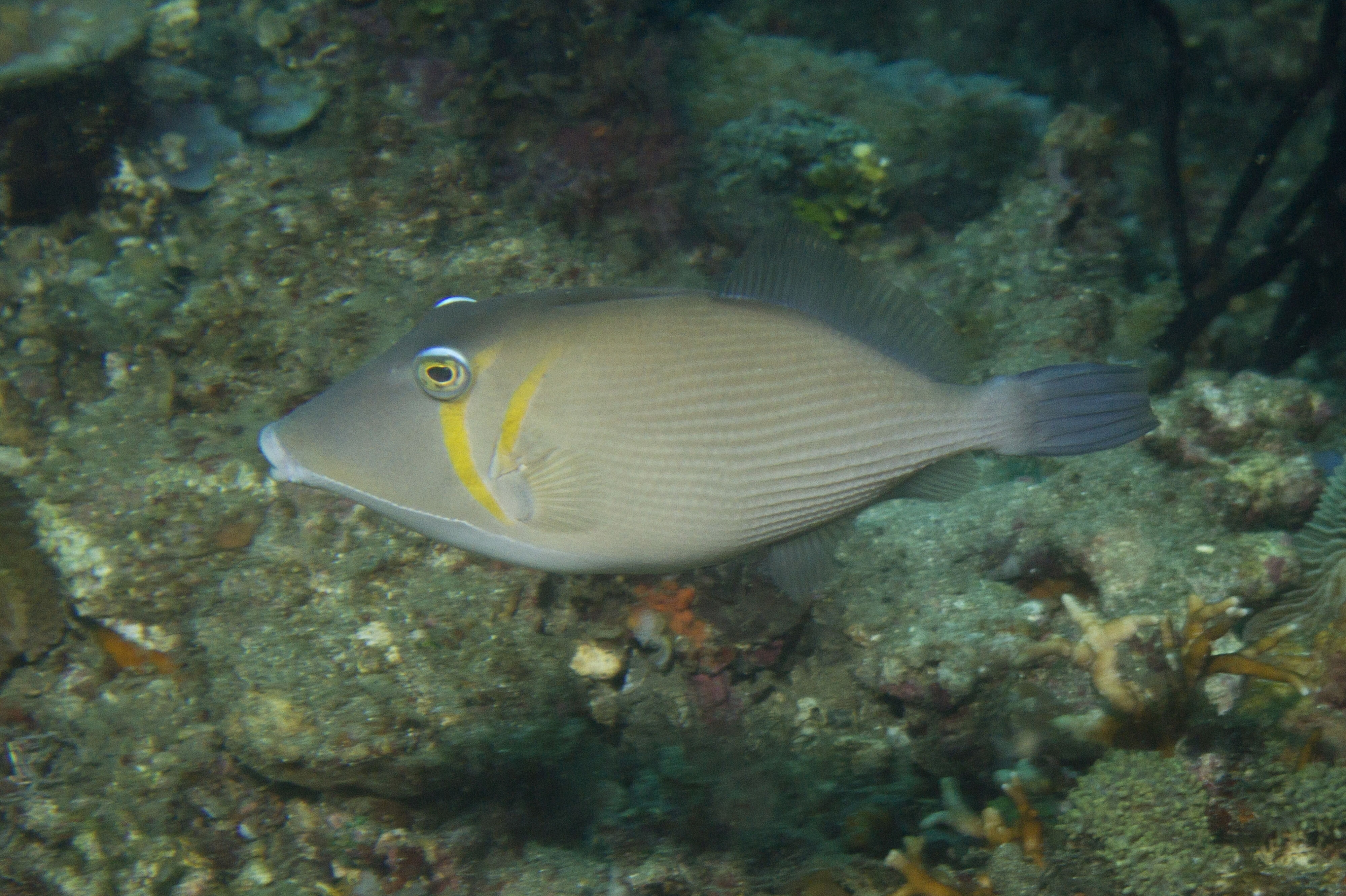 Aftrækkerfisk med det engelske navn triggerfish, som her ses i Indonesien, har sit navn på grund af en rygfinne, som kan låses fast og først frigøres, når fisken trykker på en tredje aftrækkerfinne - som aftrækkeren på en pistol. (Arkivfoto).